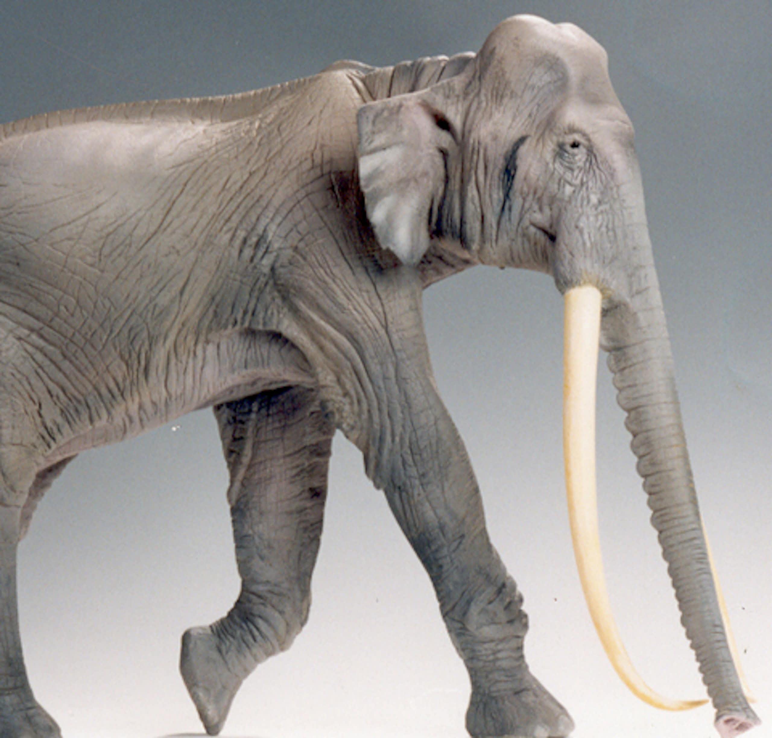 Ancient DNA changes everything we know about the evolution of elephants