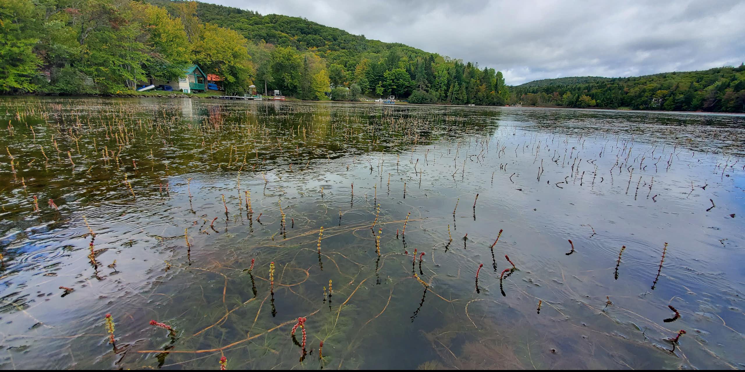 When fighting invasive aquatic plants, choose your battles
