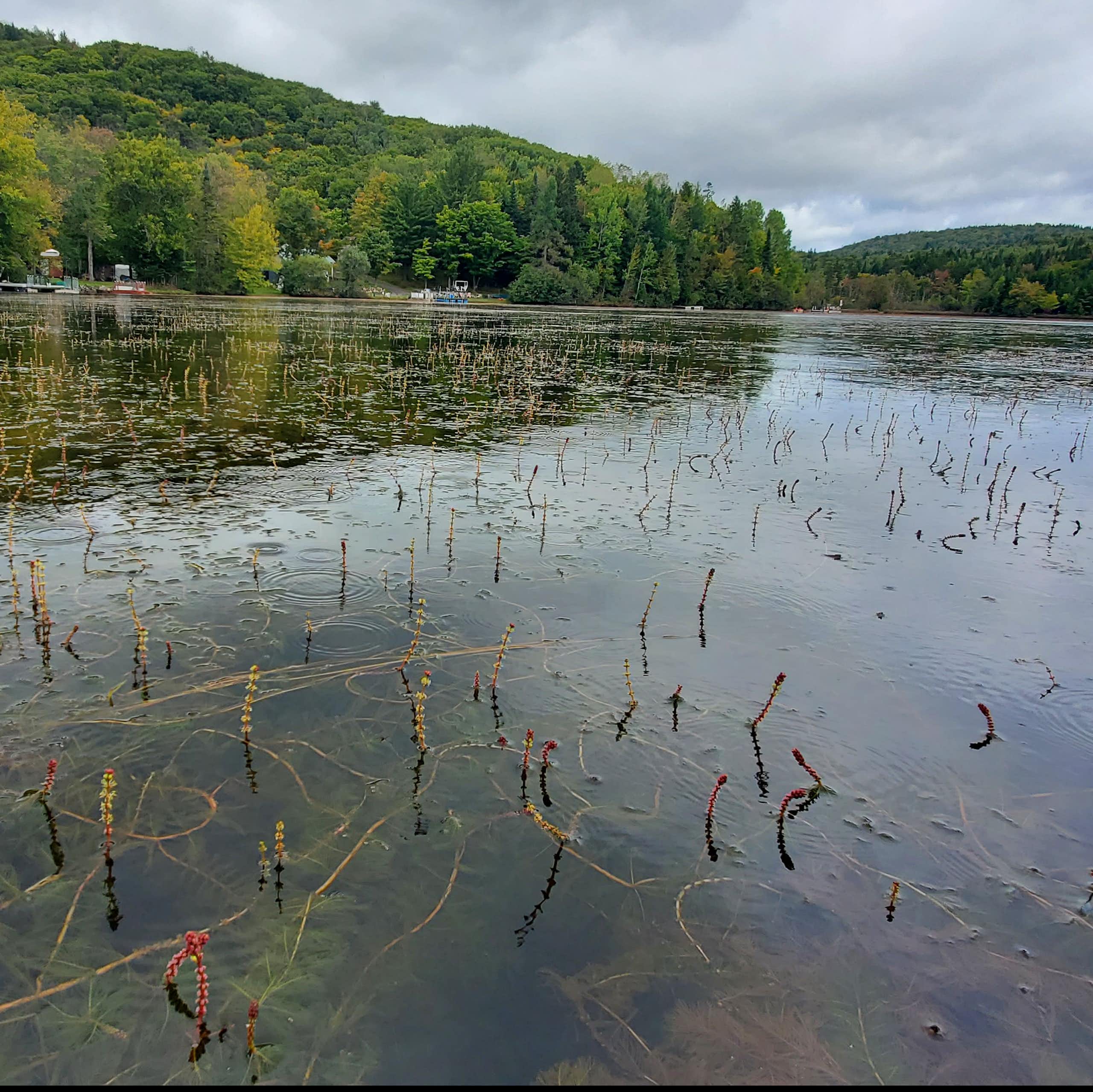 When fighting invasive aquatic plants, choose your battles