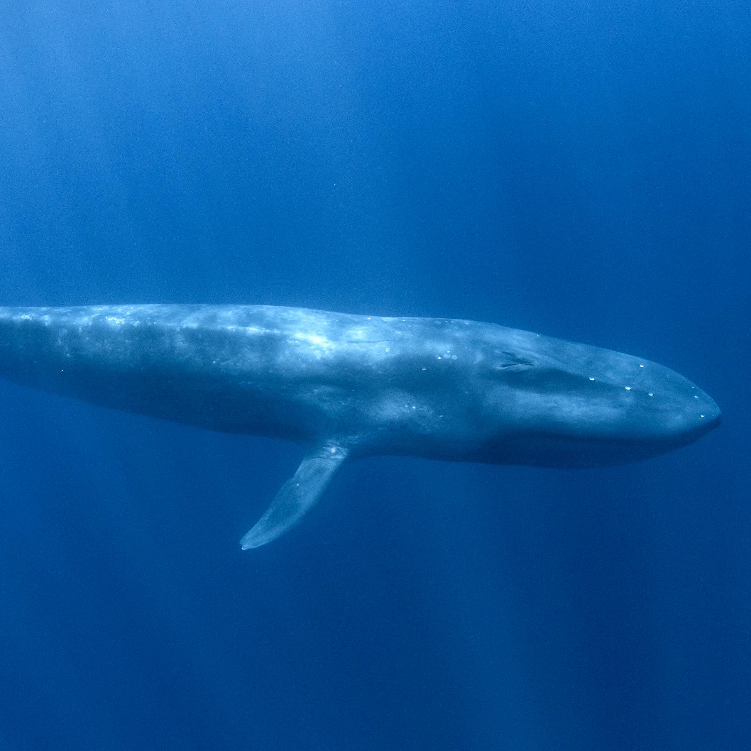 Photo  of a lone whale