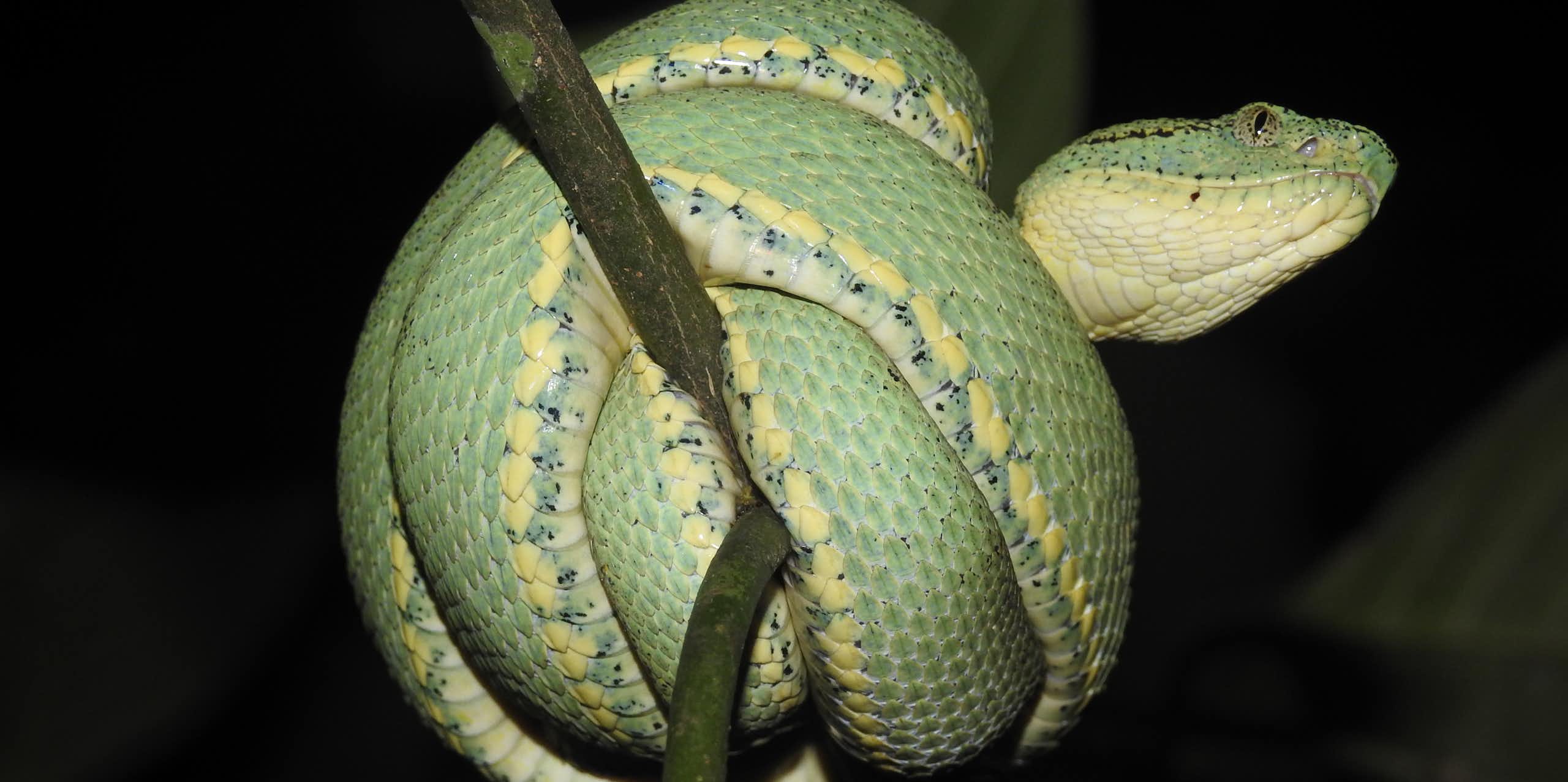 Foto mostra cobra verde enrolada sobre si mesma num galho de árvore