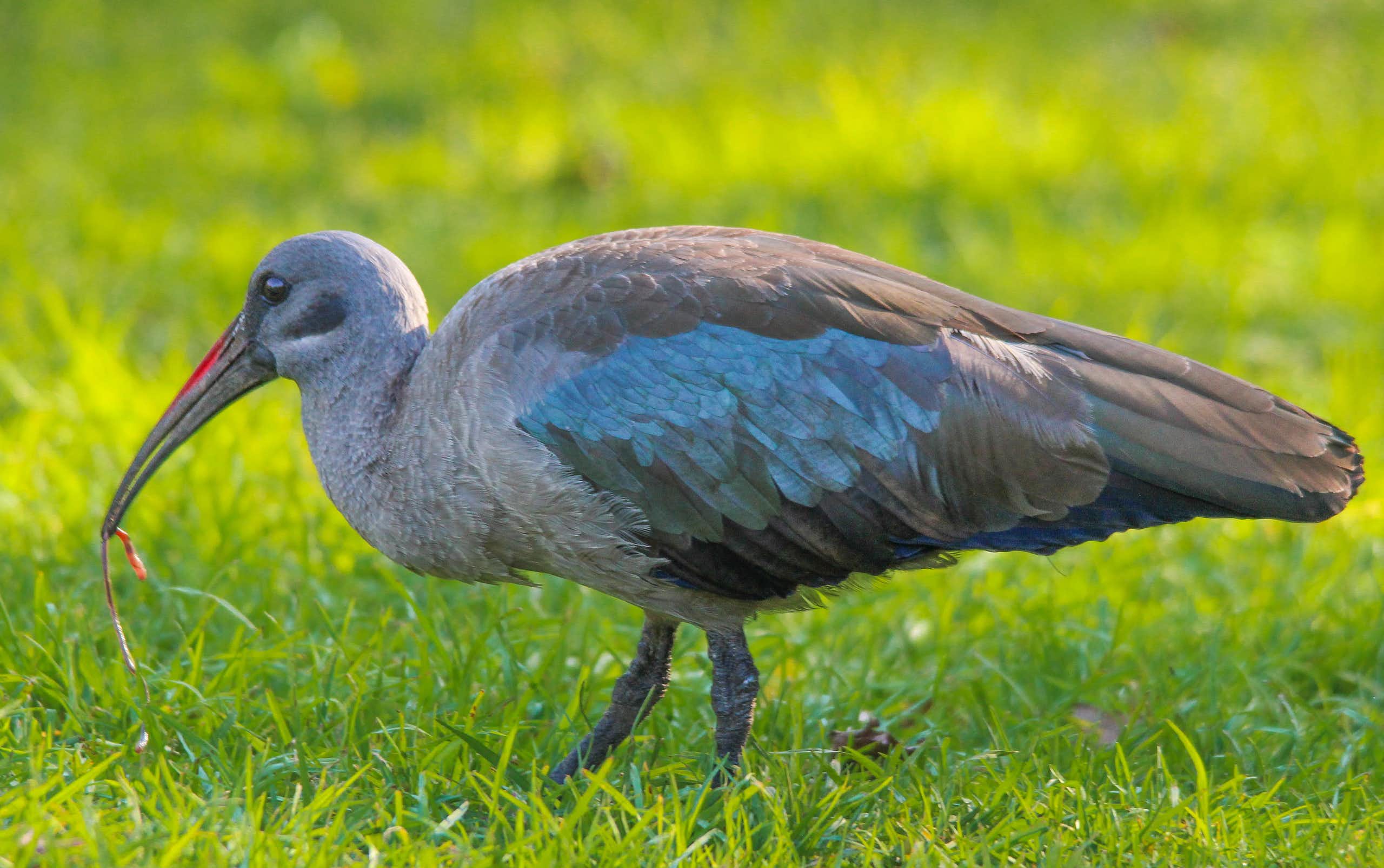 Hadeda ibis carrying captured earthworm in beak