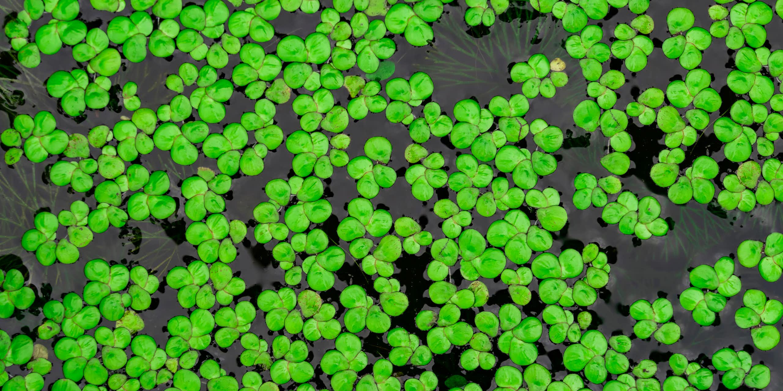 lentilles d'eau dans un lac