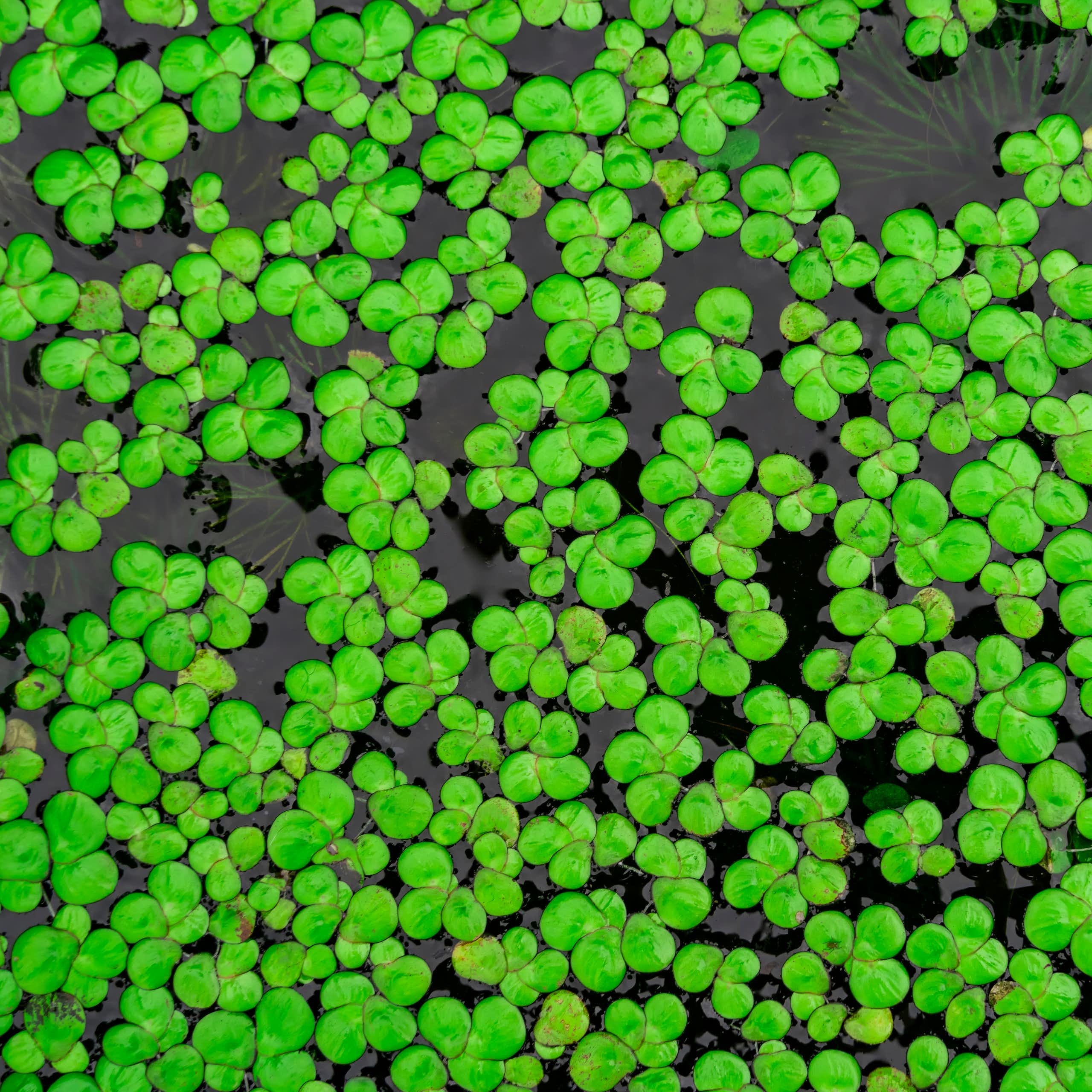 lentilles d'eau dans un lac