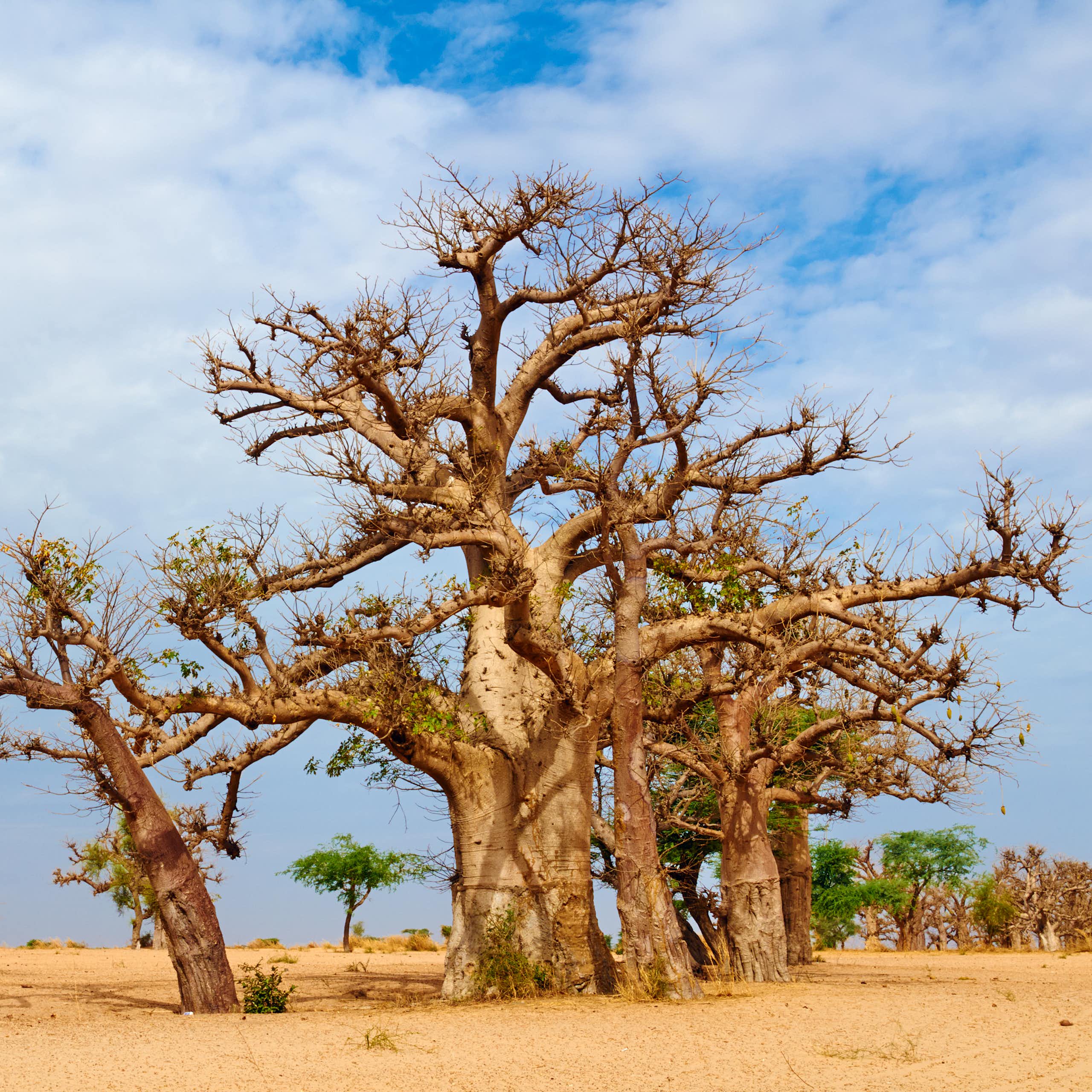About eight gnarled baobabs standing in a dry and dusty landscape
