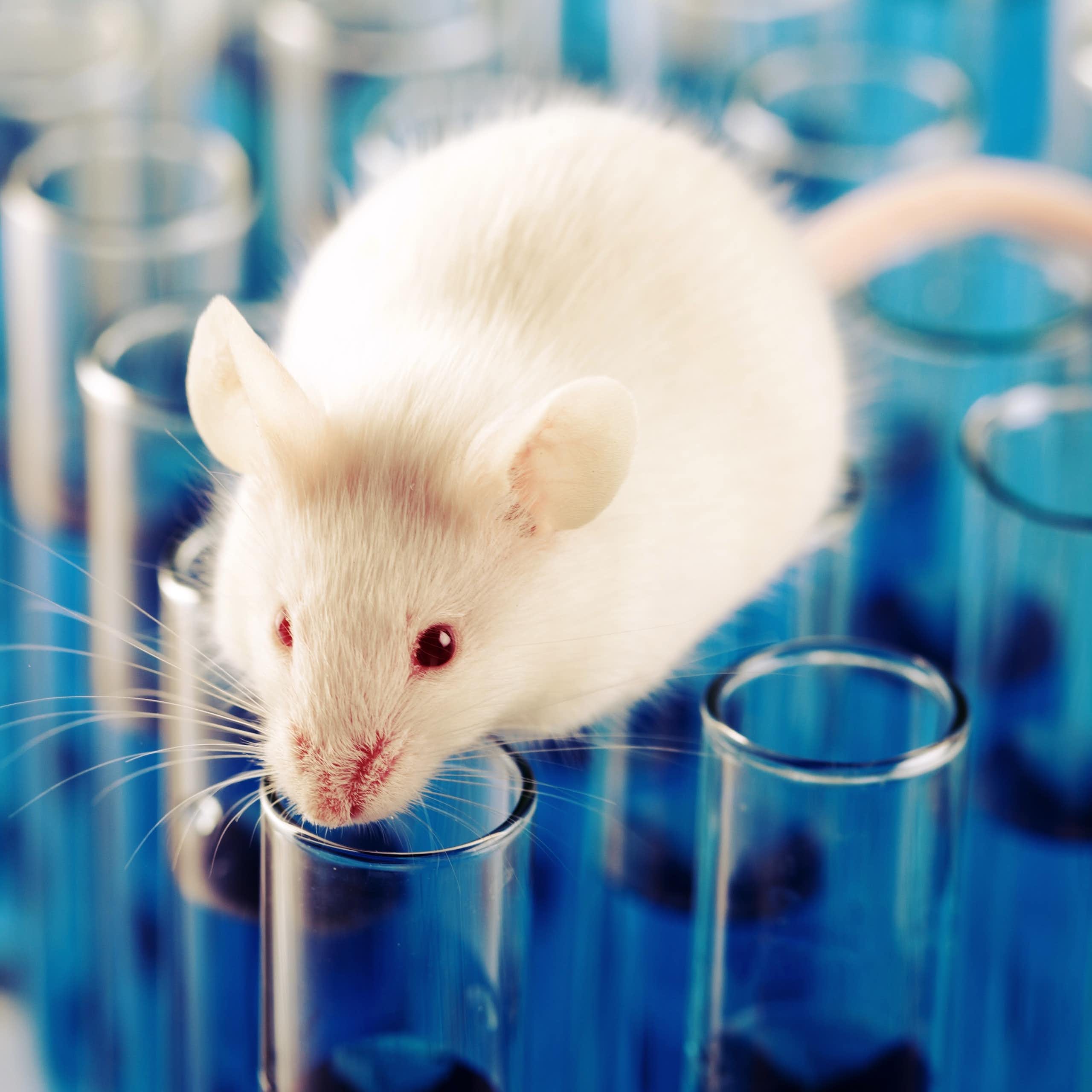¿Para qué se crean animales transgénicos?
