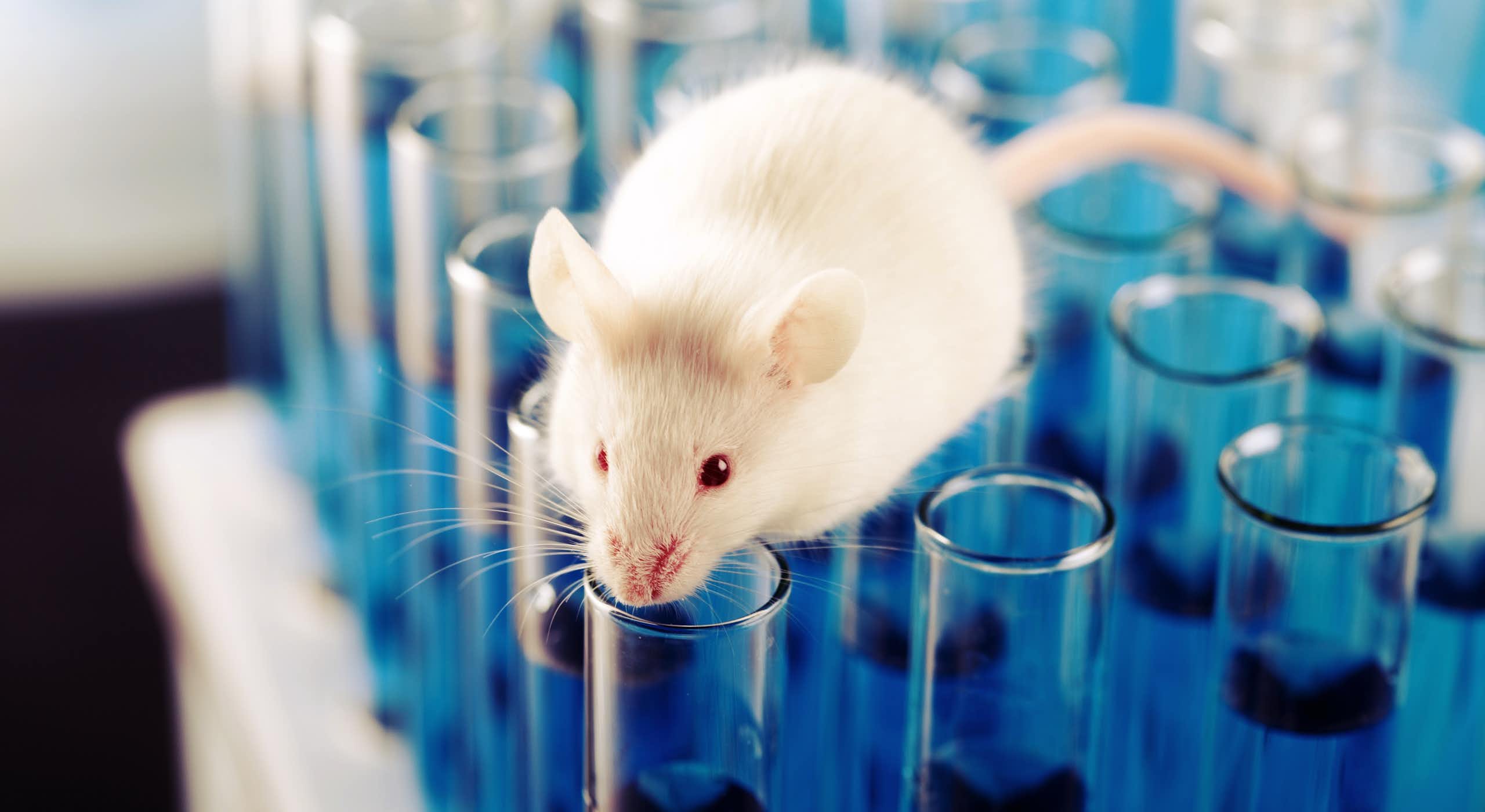 ¿Para qué se crean animales transgénicos?