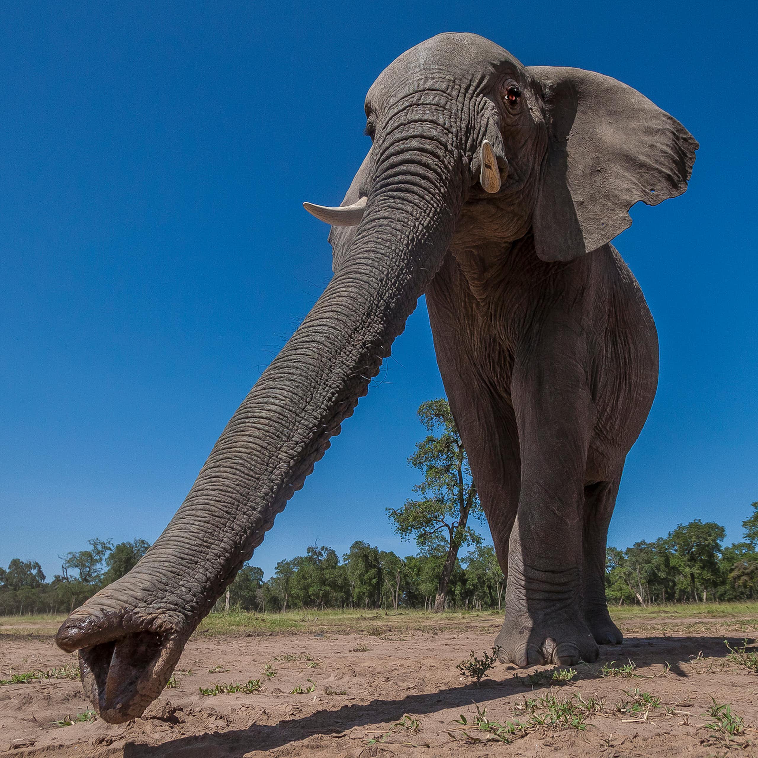 An elephant photographed from below with its trunk extended forward and the two fingers on the trunk tip clearly visible