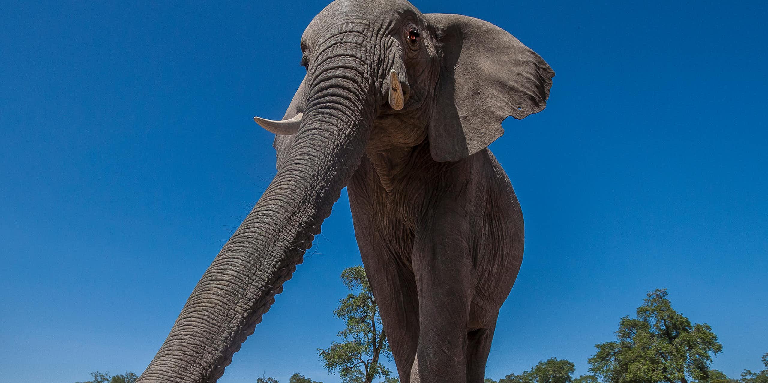 An elephant photographed from below with its trunk extended forward and the two fingers on the trunk tip clearly visible