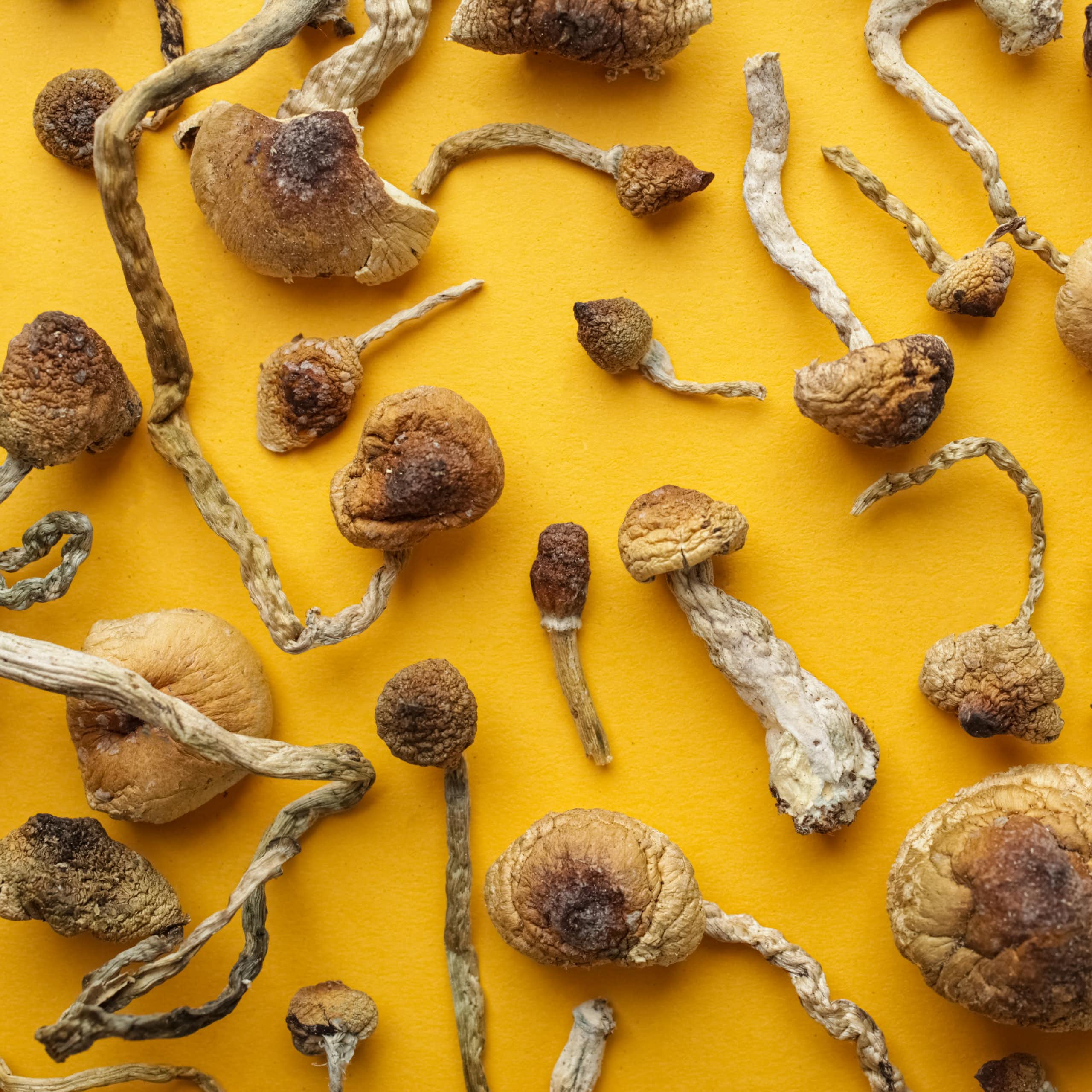 Desiccated 'magic mushrooms'