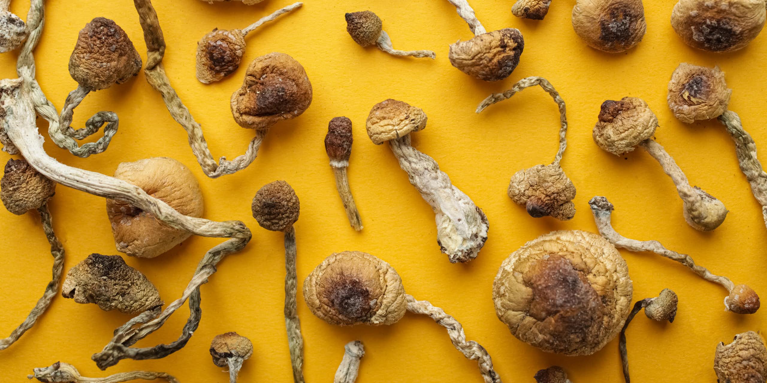 Desiccated 'magic mushrooms'