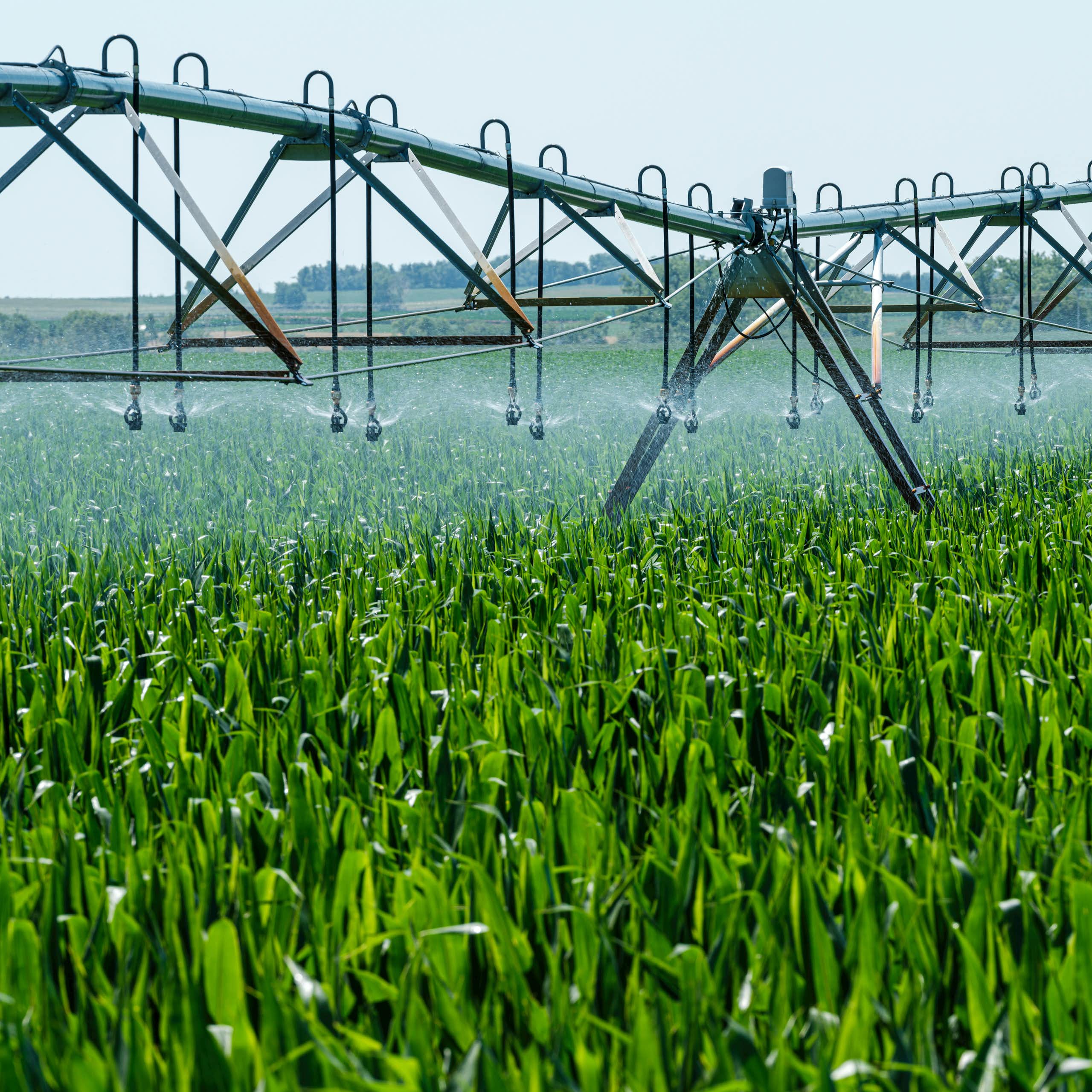 Irrigation de cultures. 