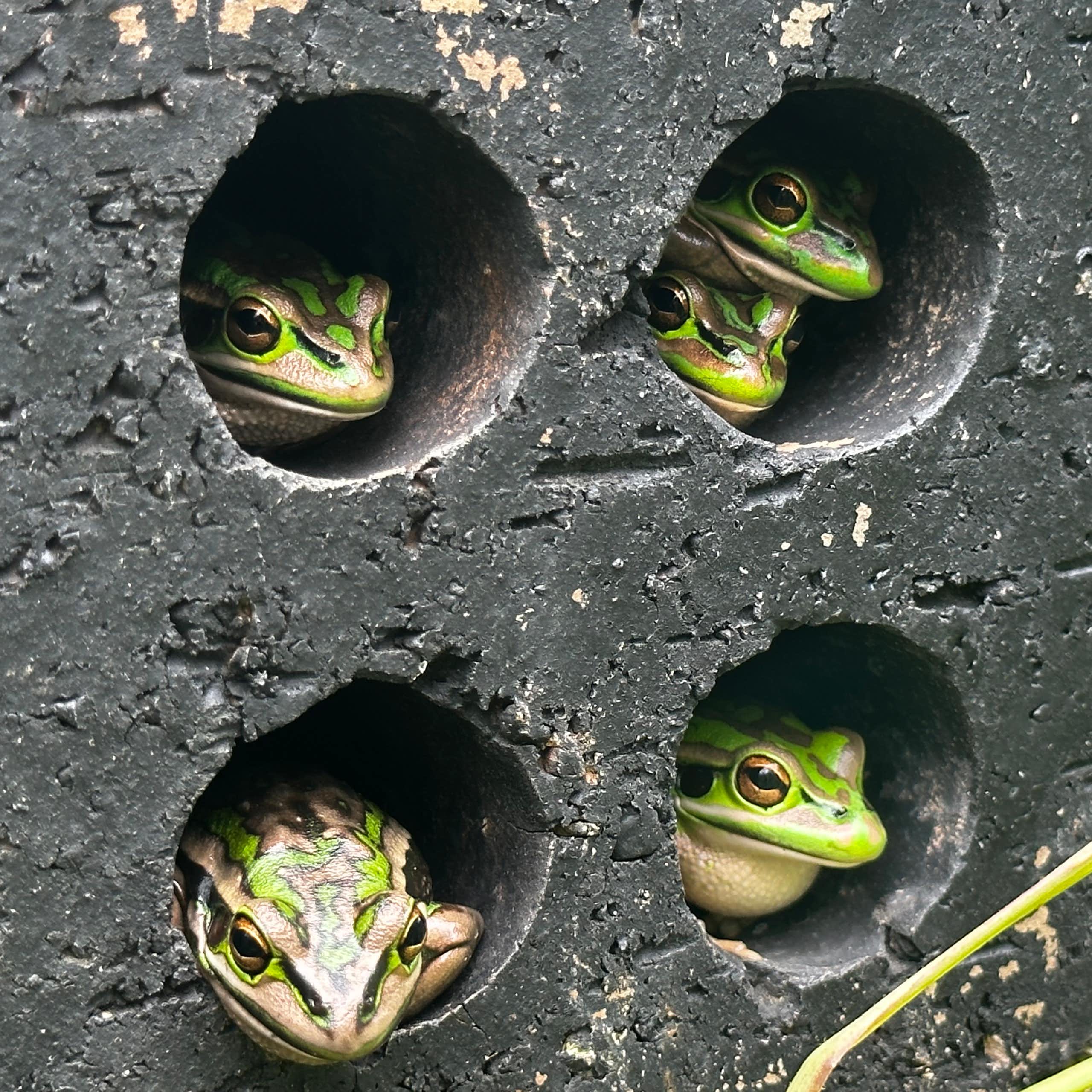 Frogs sitting in holes in a brick