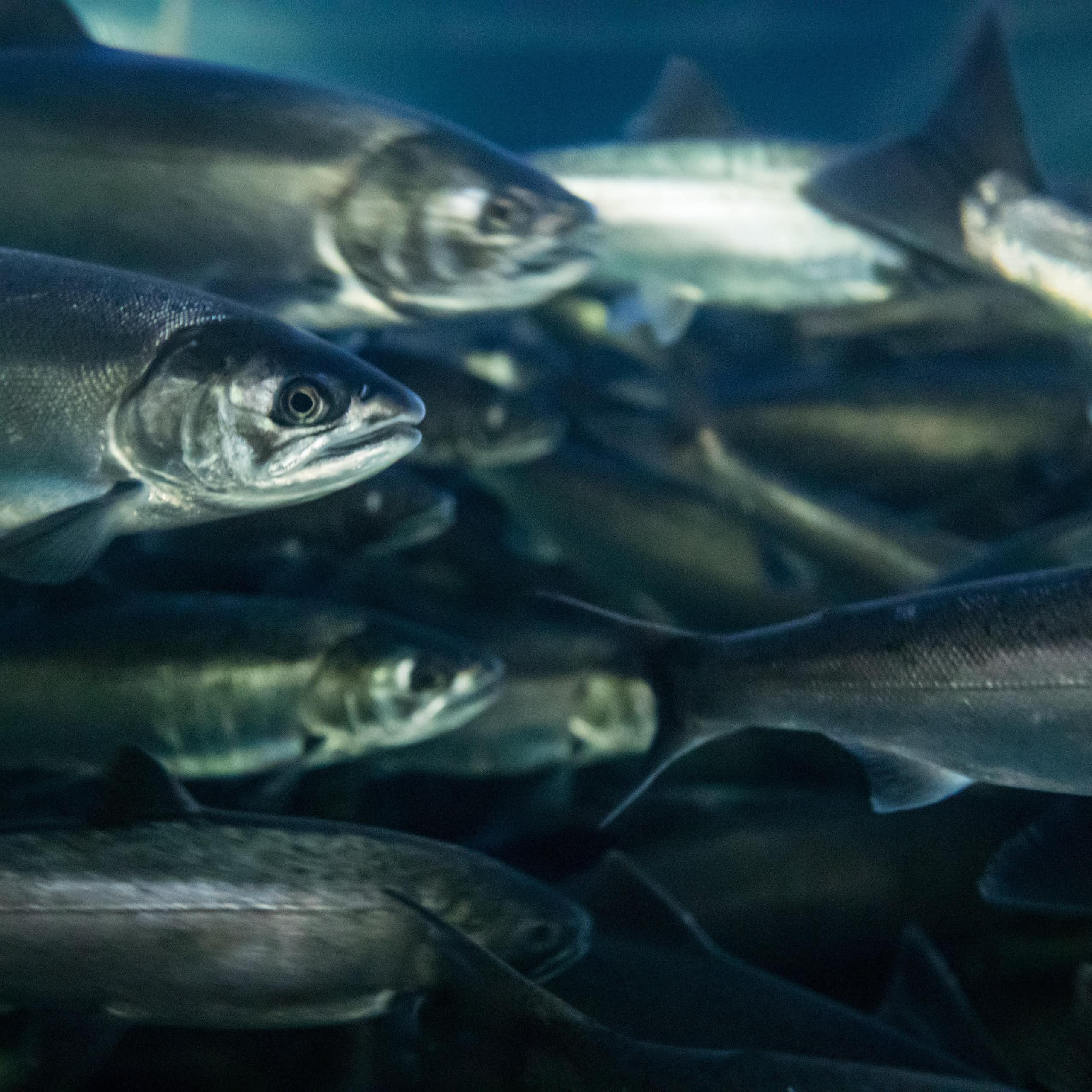A large school of fish swim to the right.
