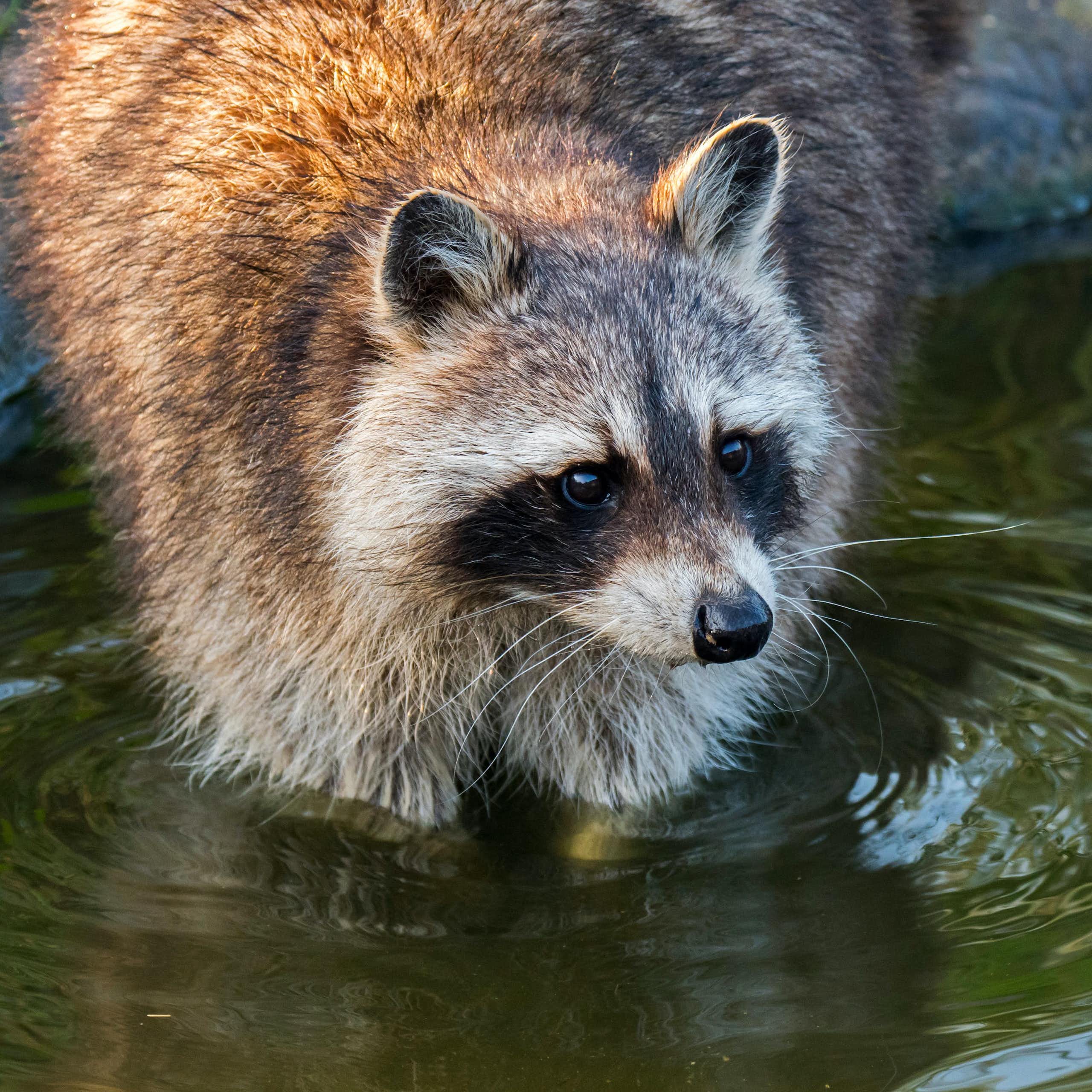 A raccoon stands with its front paws in a shallow body of water.