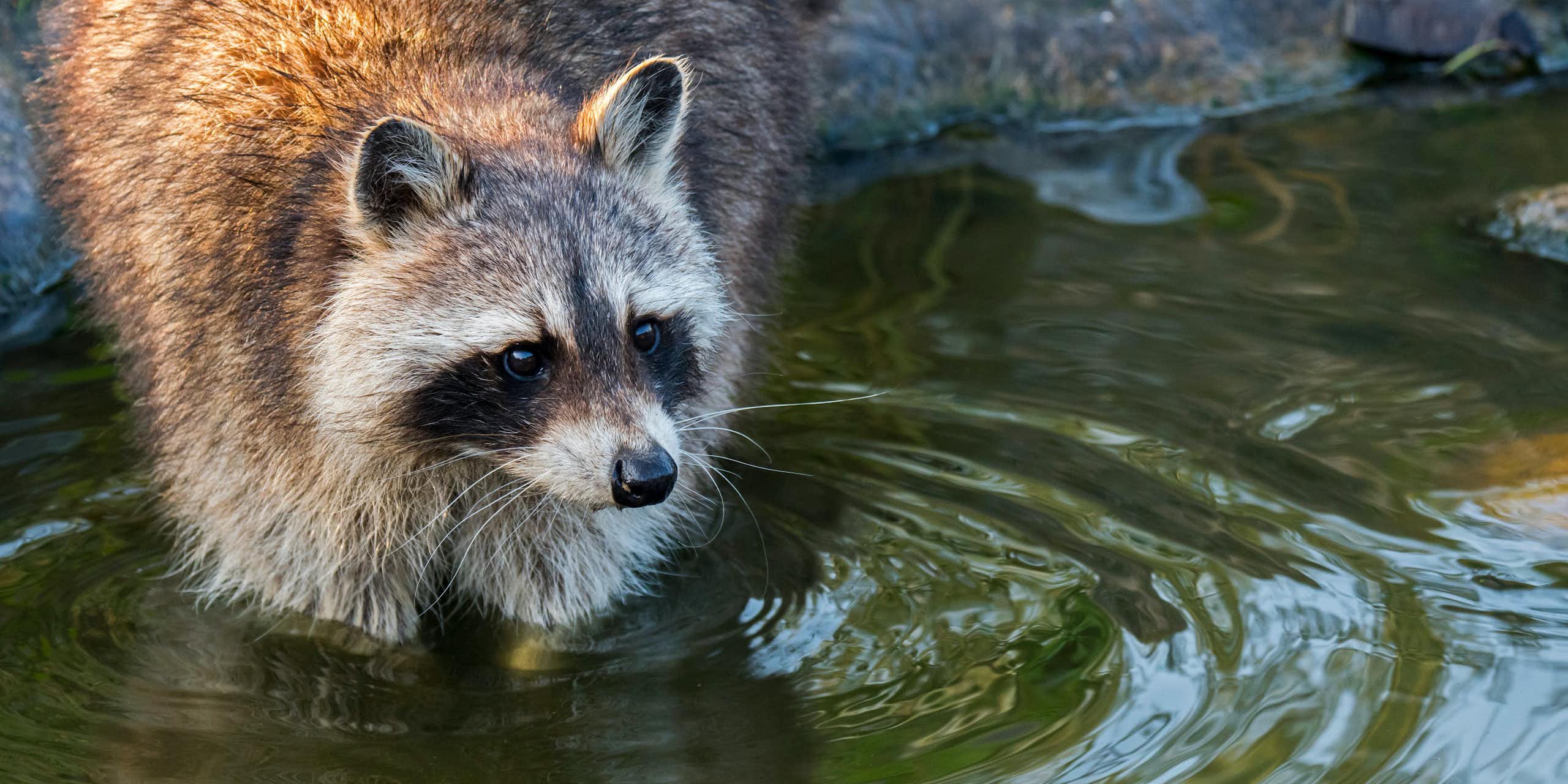 A raccoon stands with its front paws in a shallow body of water.