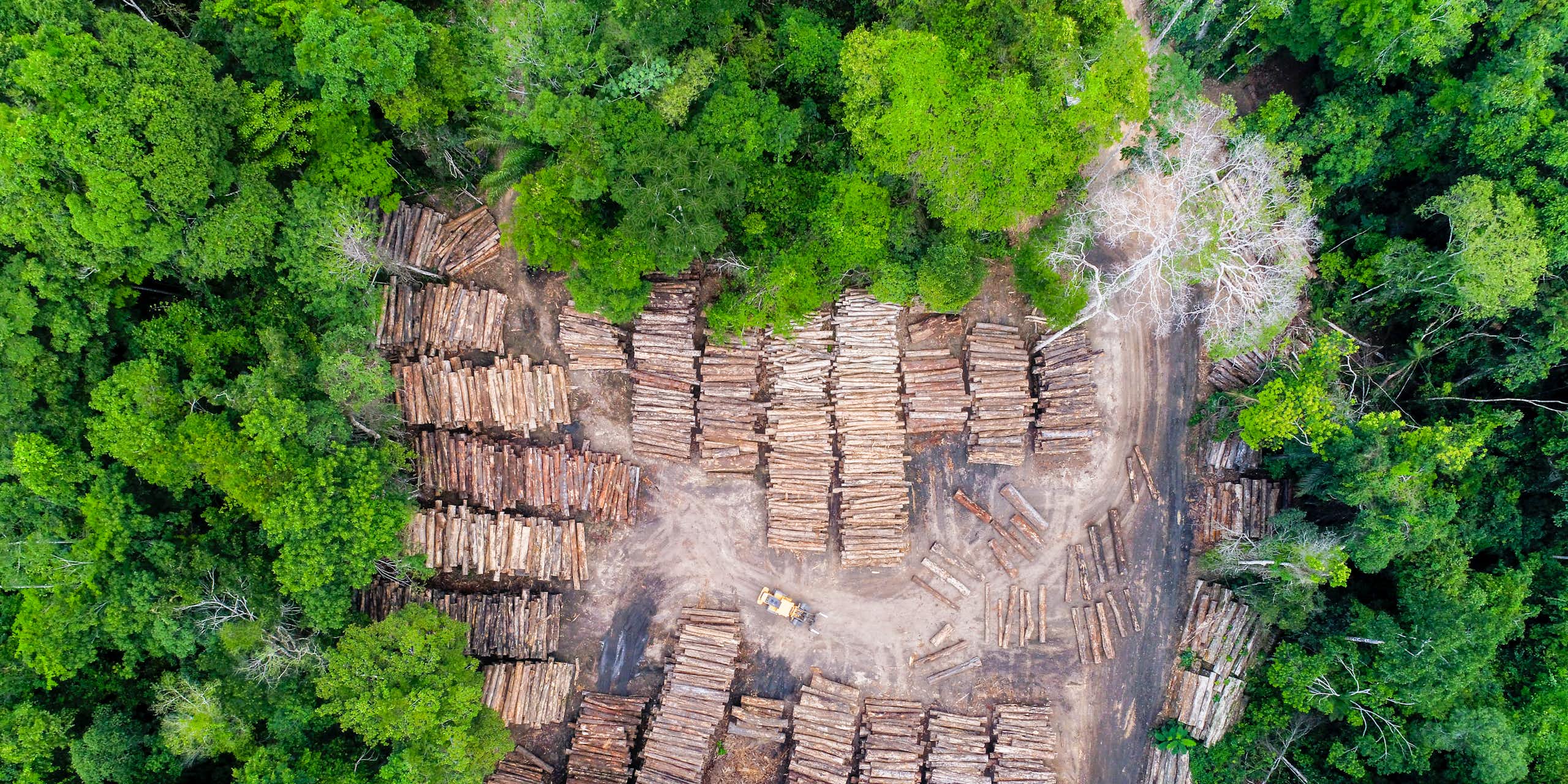 foto aérea de floresta tropical com troncos no chão no centro