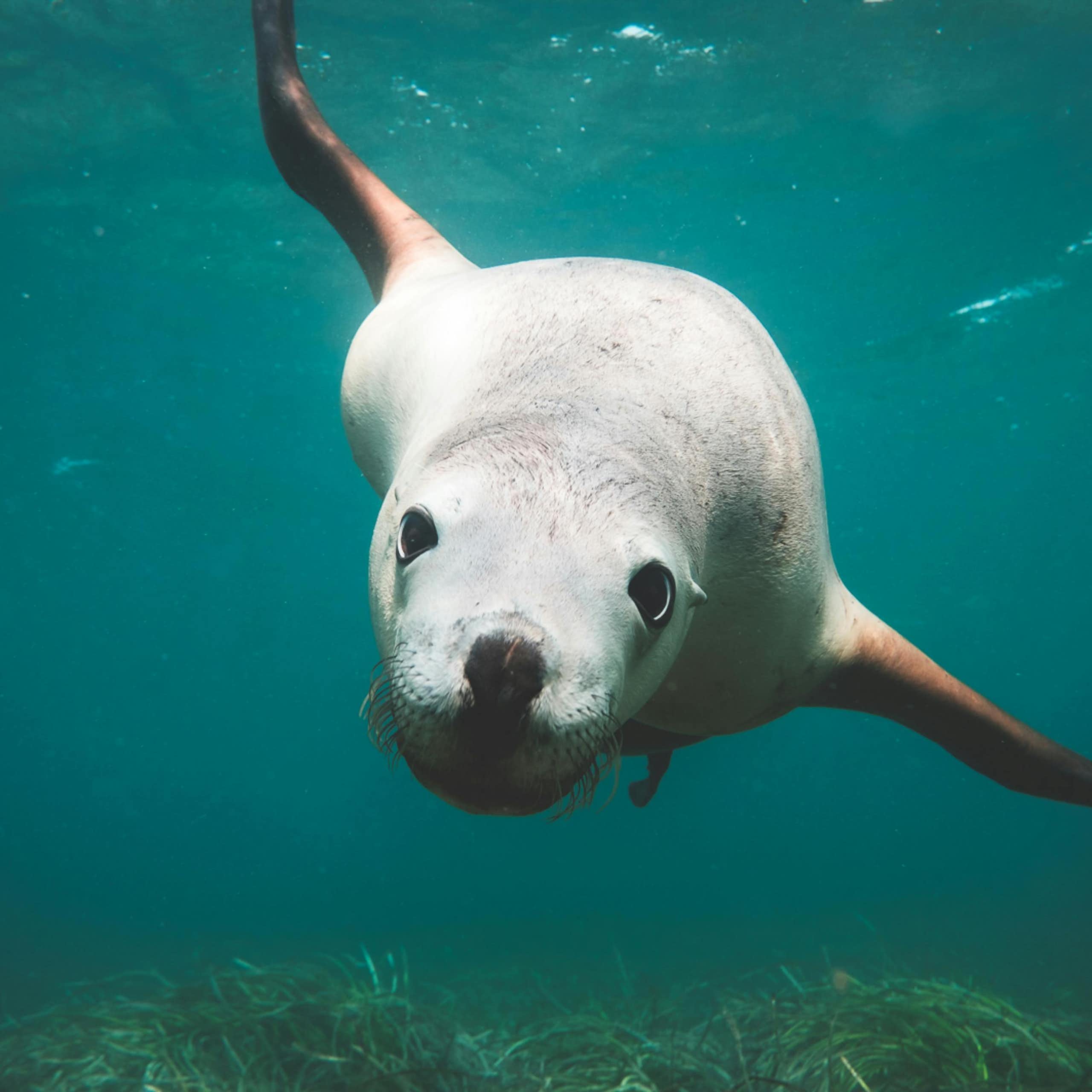 ¿Puede un humano competir en apnea con una foca?