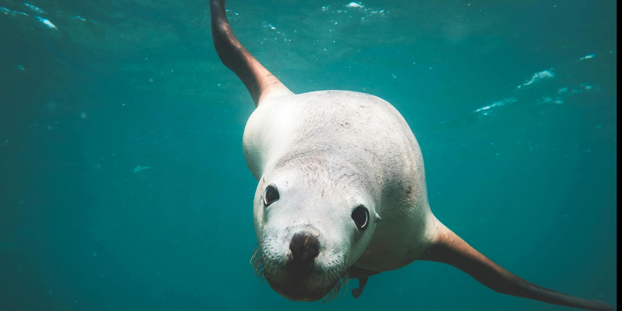 ¿Puede un humano competir en apnea con una foca?