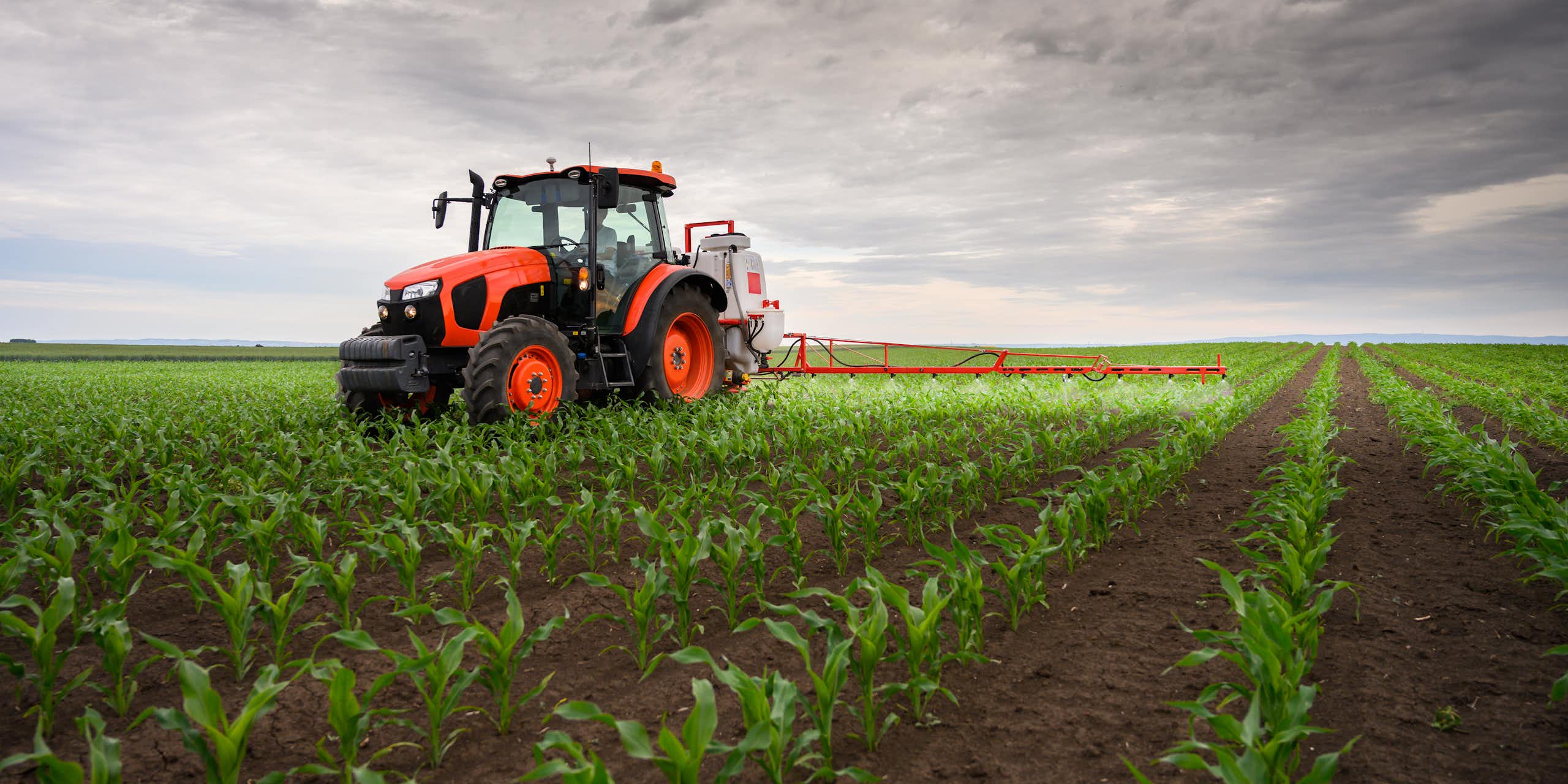 Un tracteur rouge épand un liquide sur des plants ressemblant à du maïs.