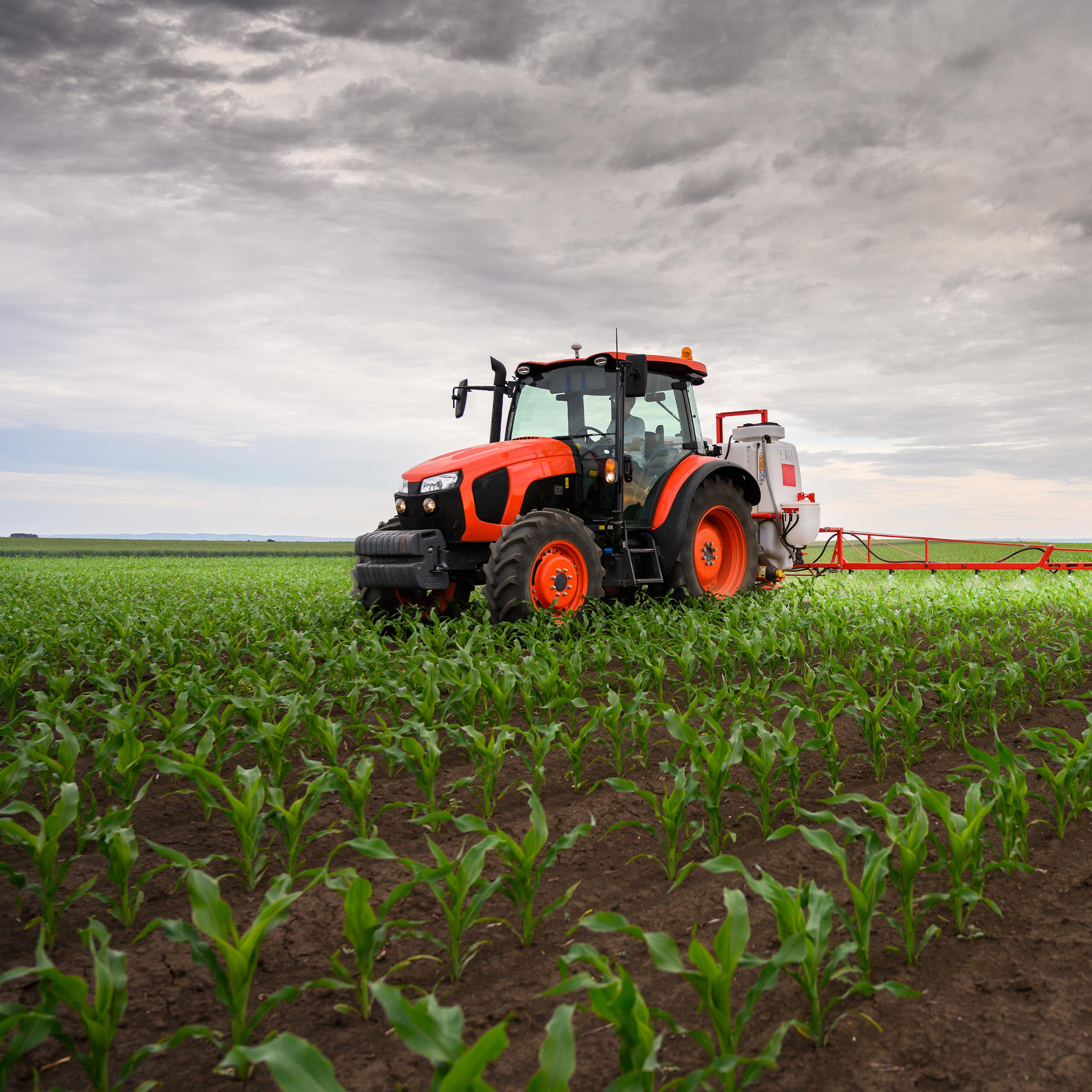 Un tracteur rouge épand un liquide sur des plants ressemblant à du maïs.