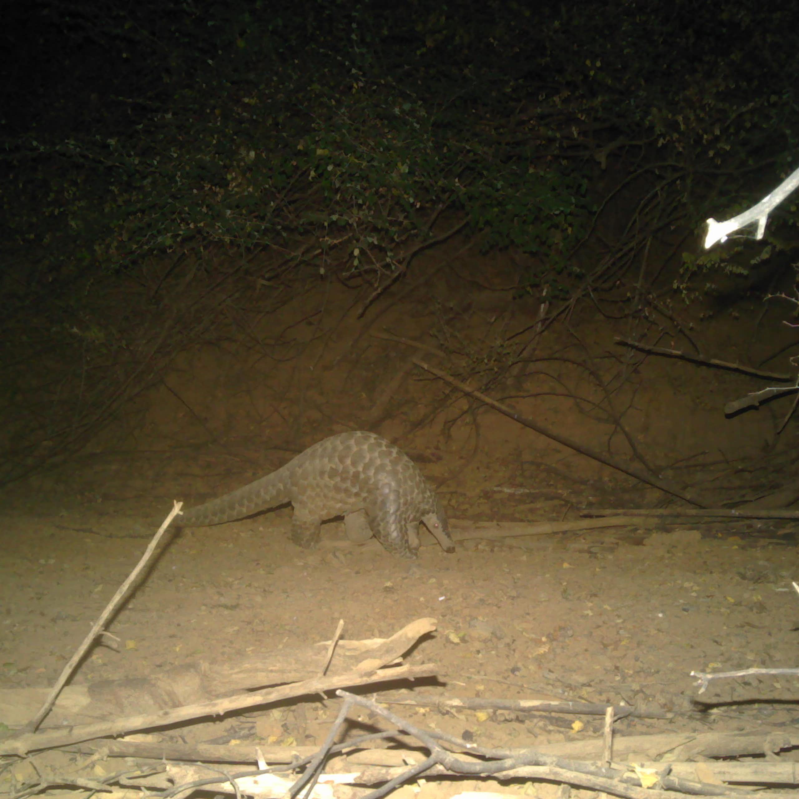 Une redécouverte inespérée au Sénégal : le retour du pangolin géant