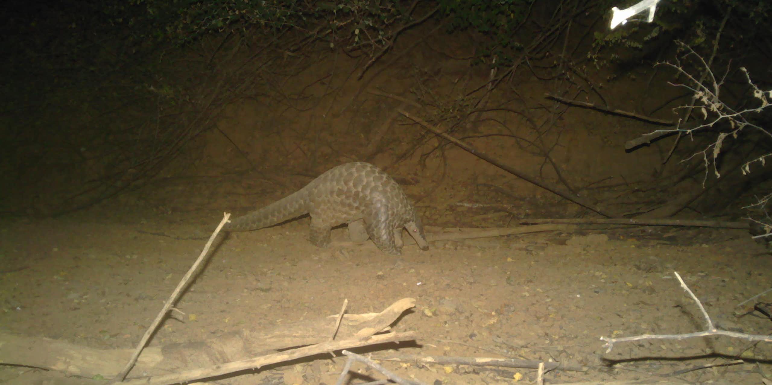 Une redécouverte inespérée au Sénégal : le retour du pangolin géant