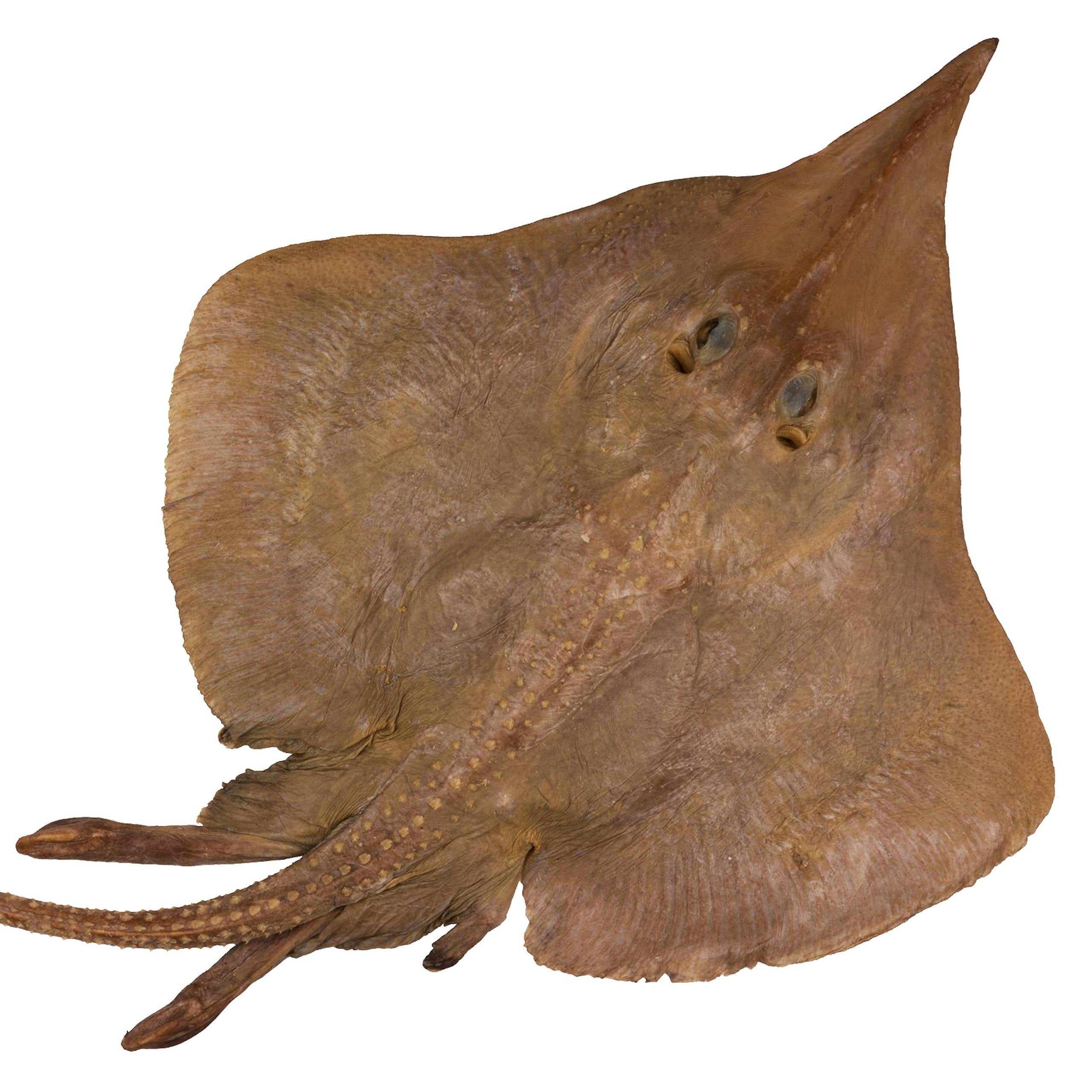 A creature shaped like a pointy disc. It is brown and has a long nose and tail