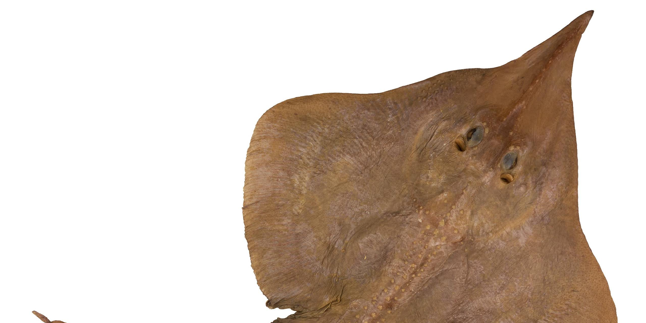 A creature shaped like a pointy disc. It is brown and has a long nose and tail