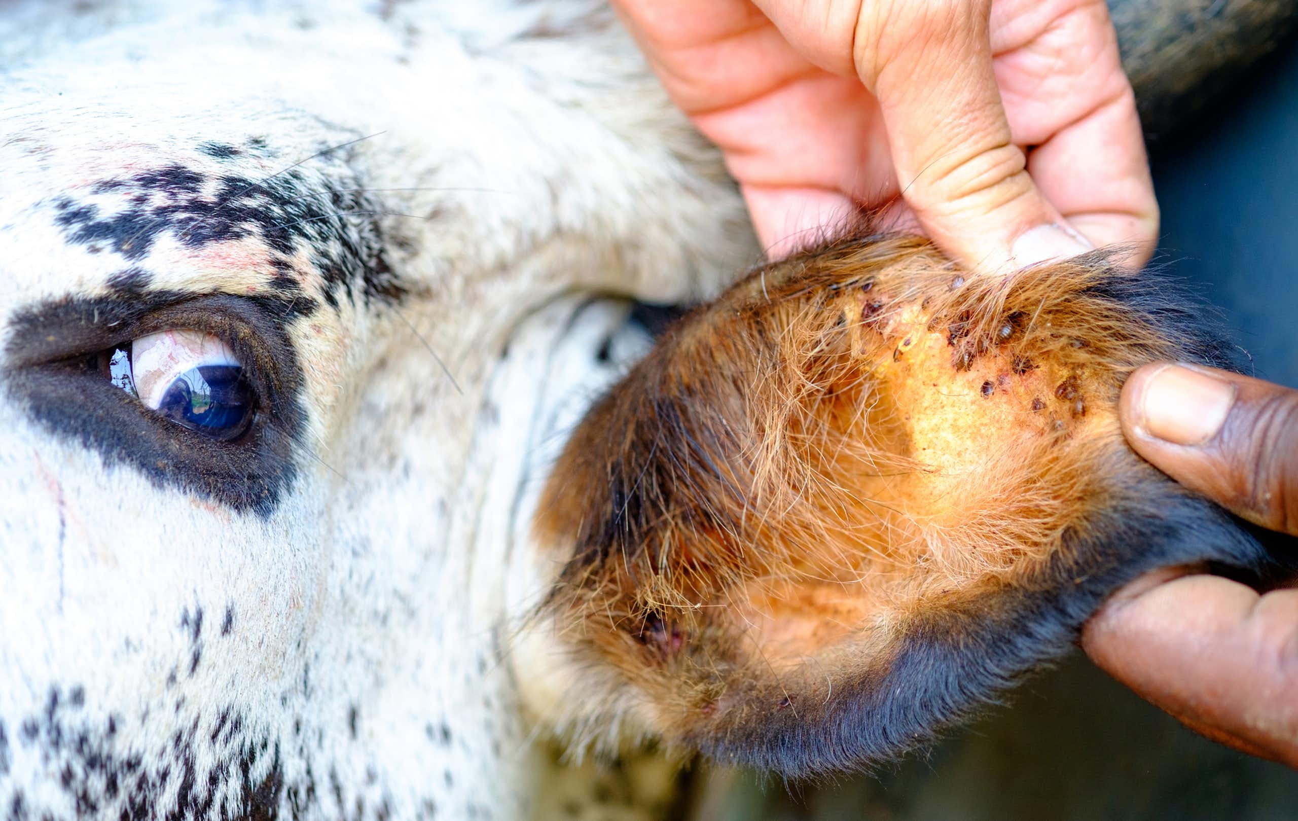 A farmer inspects the ear of a cow that is infested with ticks