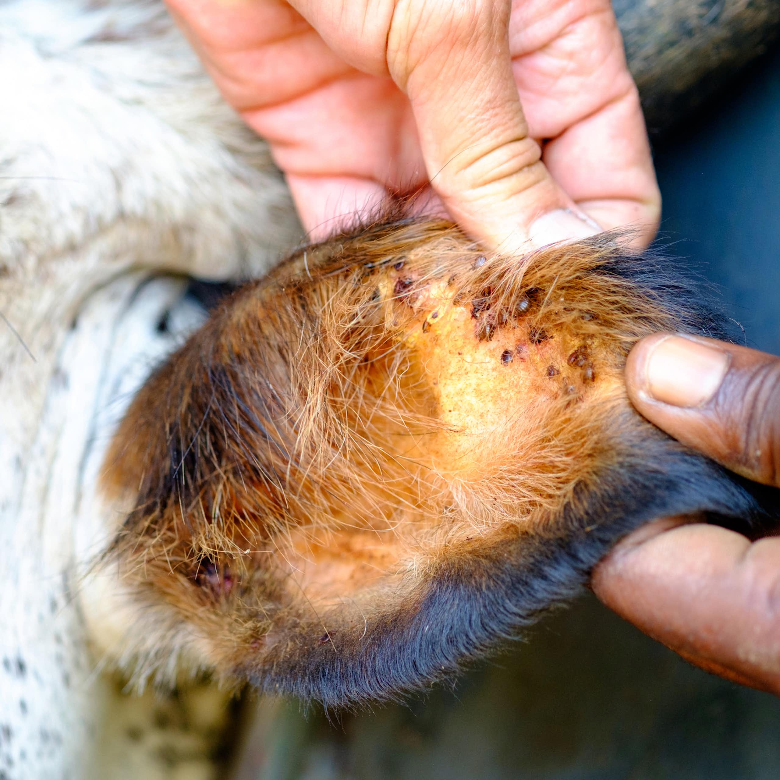 A farmer inspects the ear of a cow that is infested with ticks