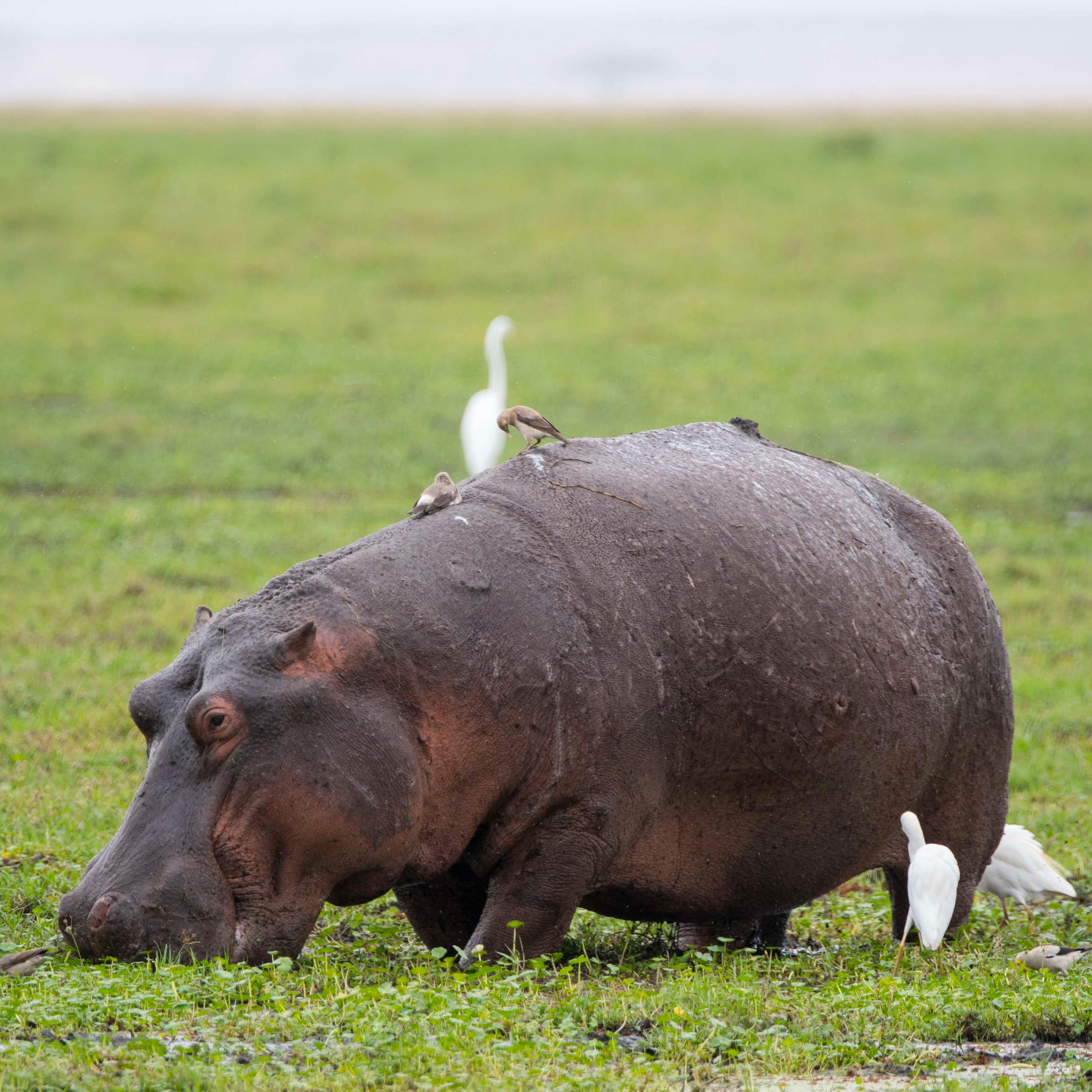 Hippos don’t fly – but the massive animals can get airborne