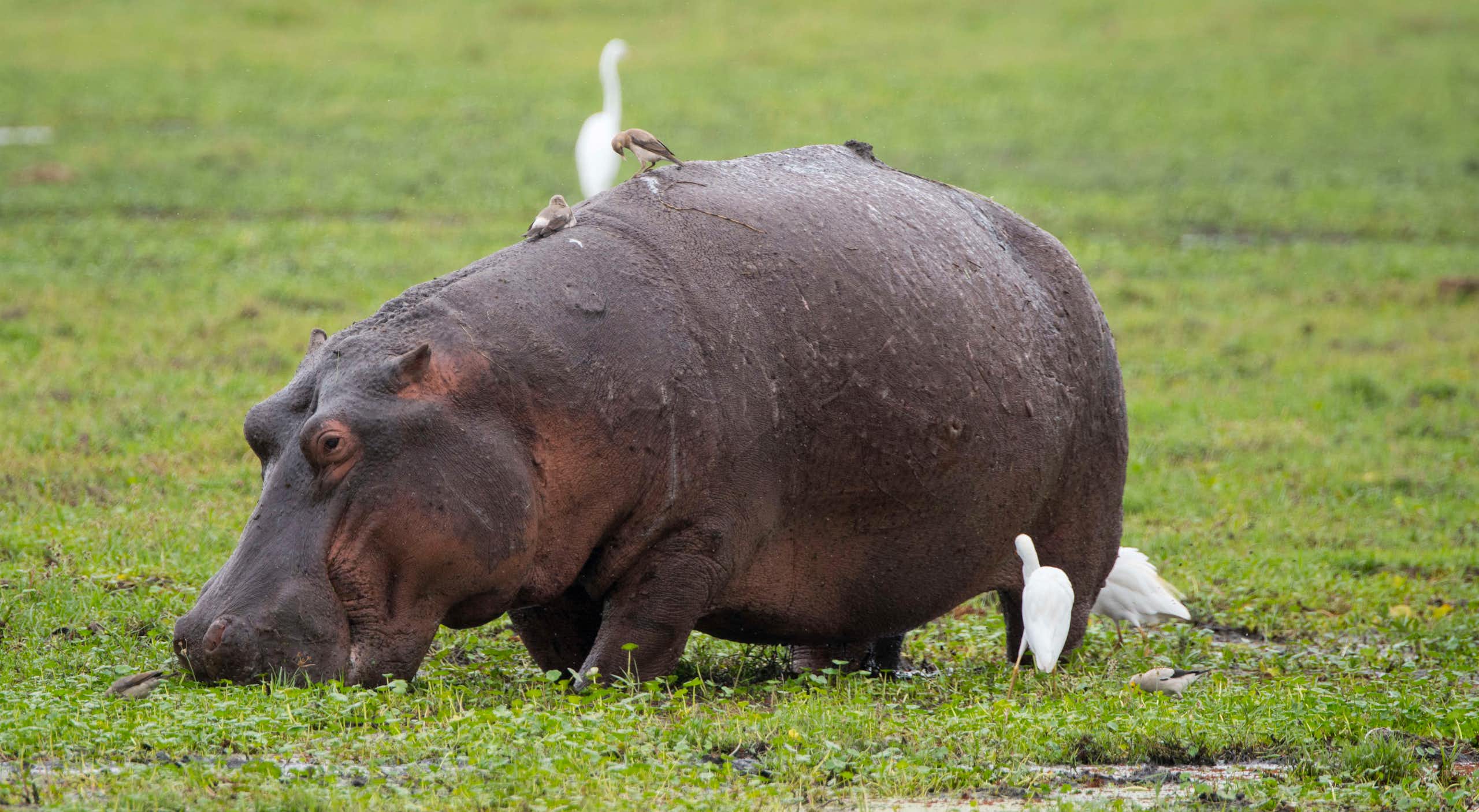 Hippos don’t fly – but the massive animals can get airborne