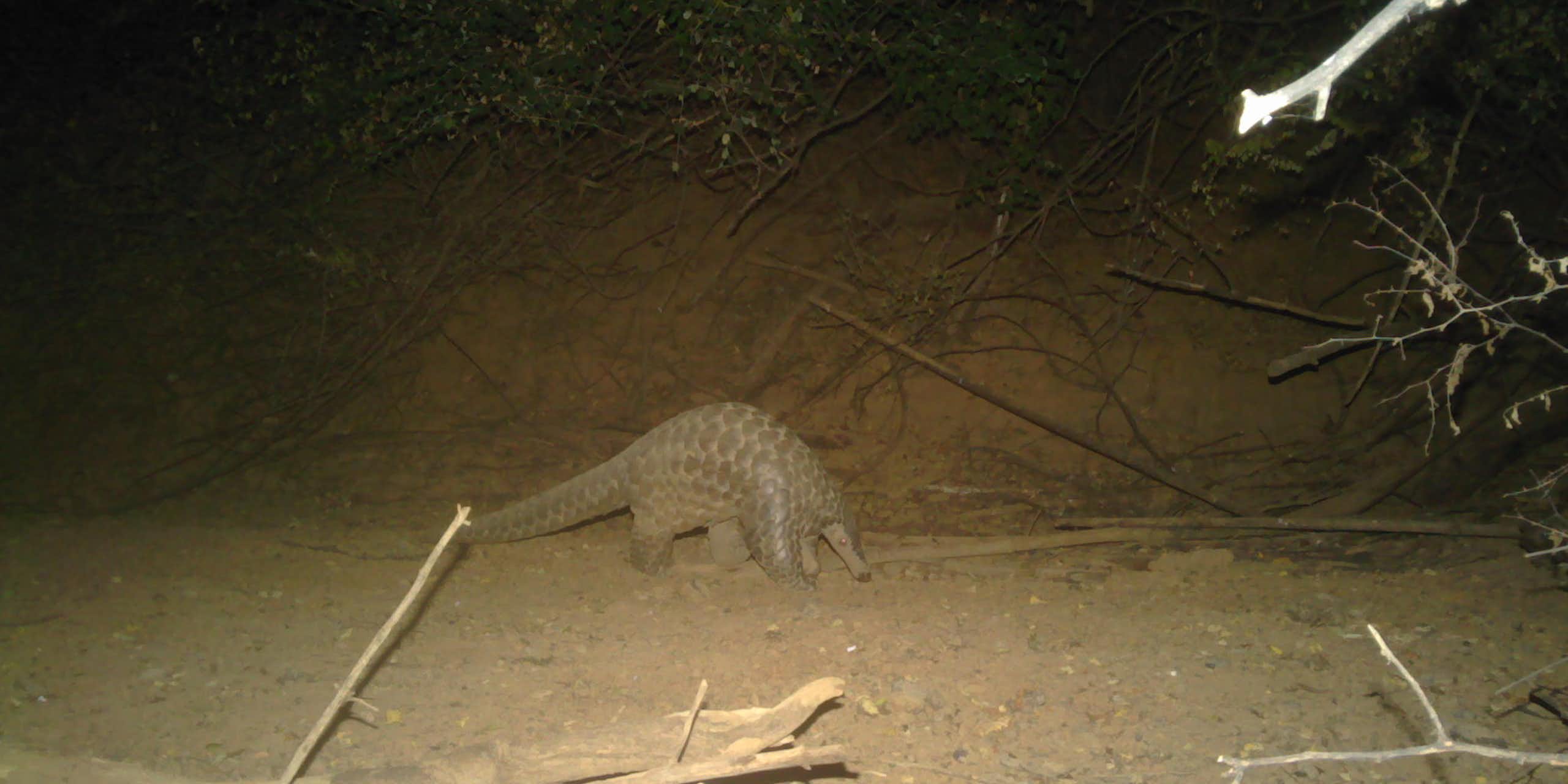 Night-time view of a scaly, long-tailed animal in a wooded area