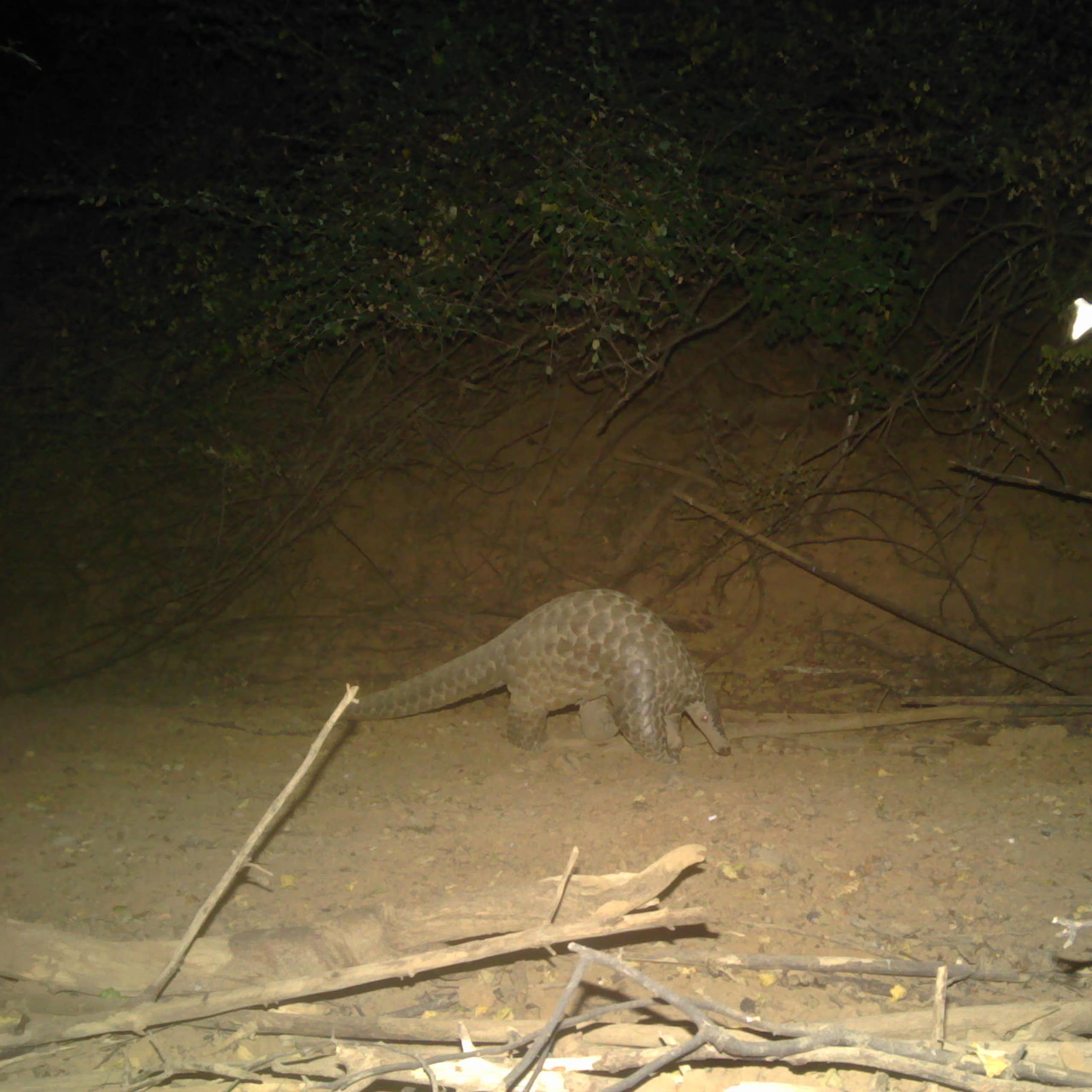 Night-time view of a scaly, long-tailed animal in a wooded area