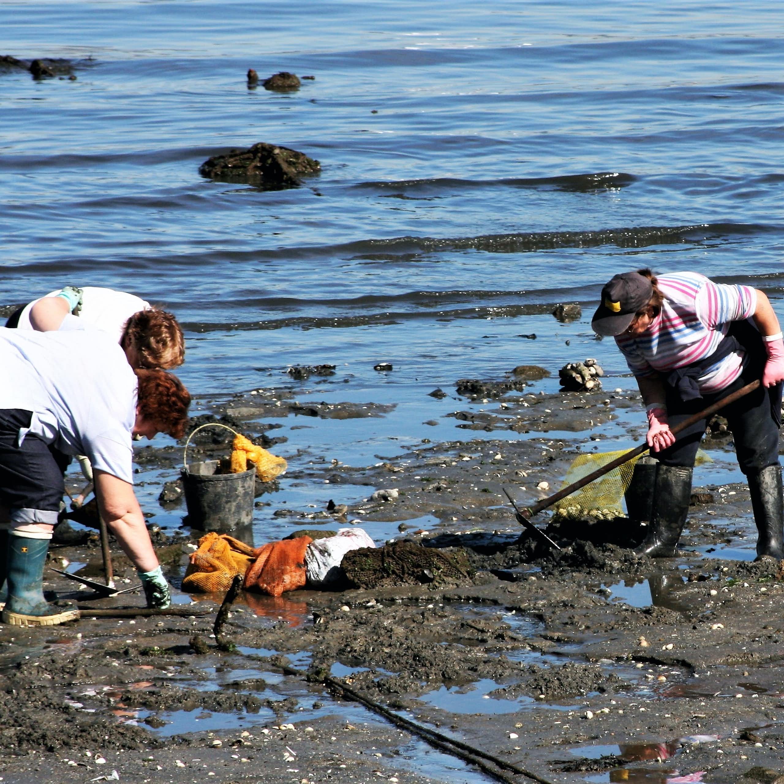 Mariscadoras en el estuario de Ferrol (Galicia).