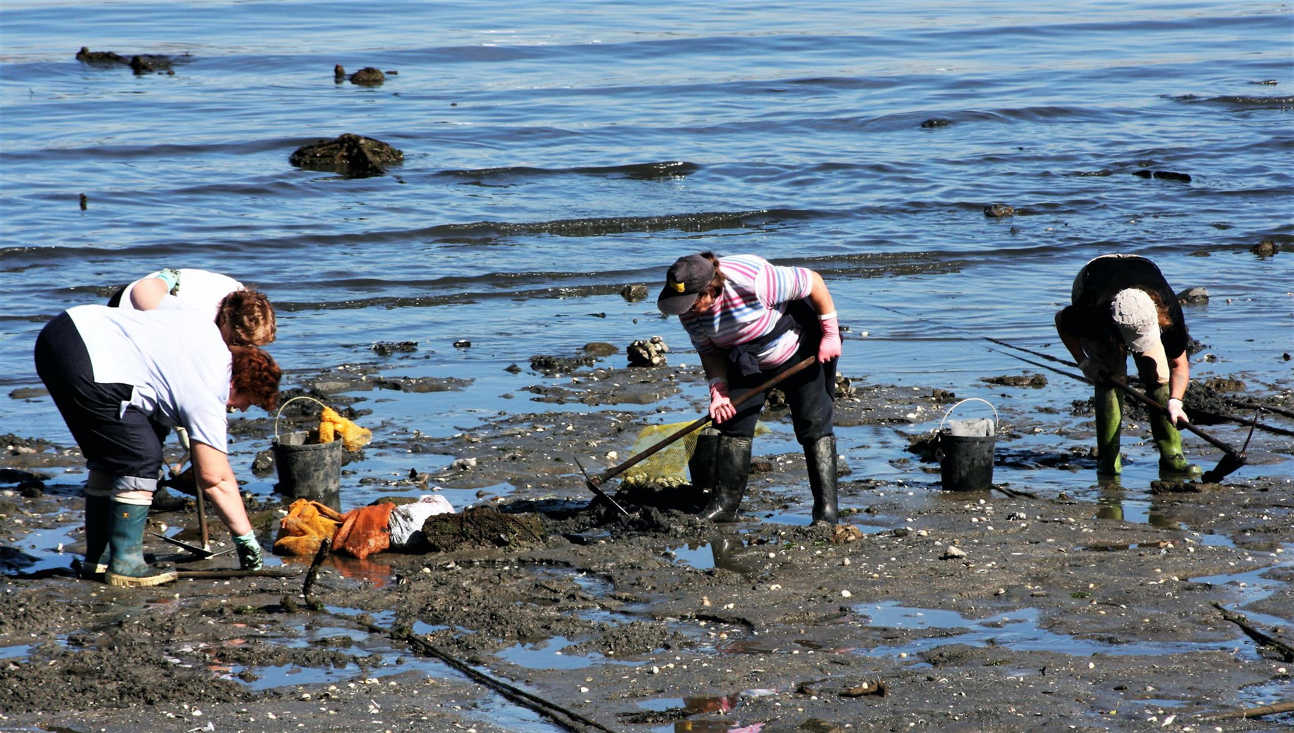 Mariscadoras en el estuario de Ferrol (Galicia).