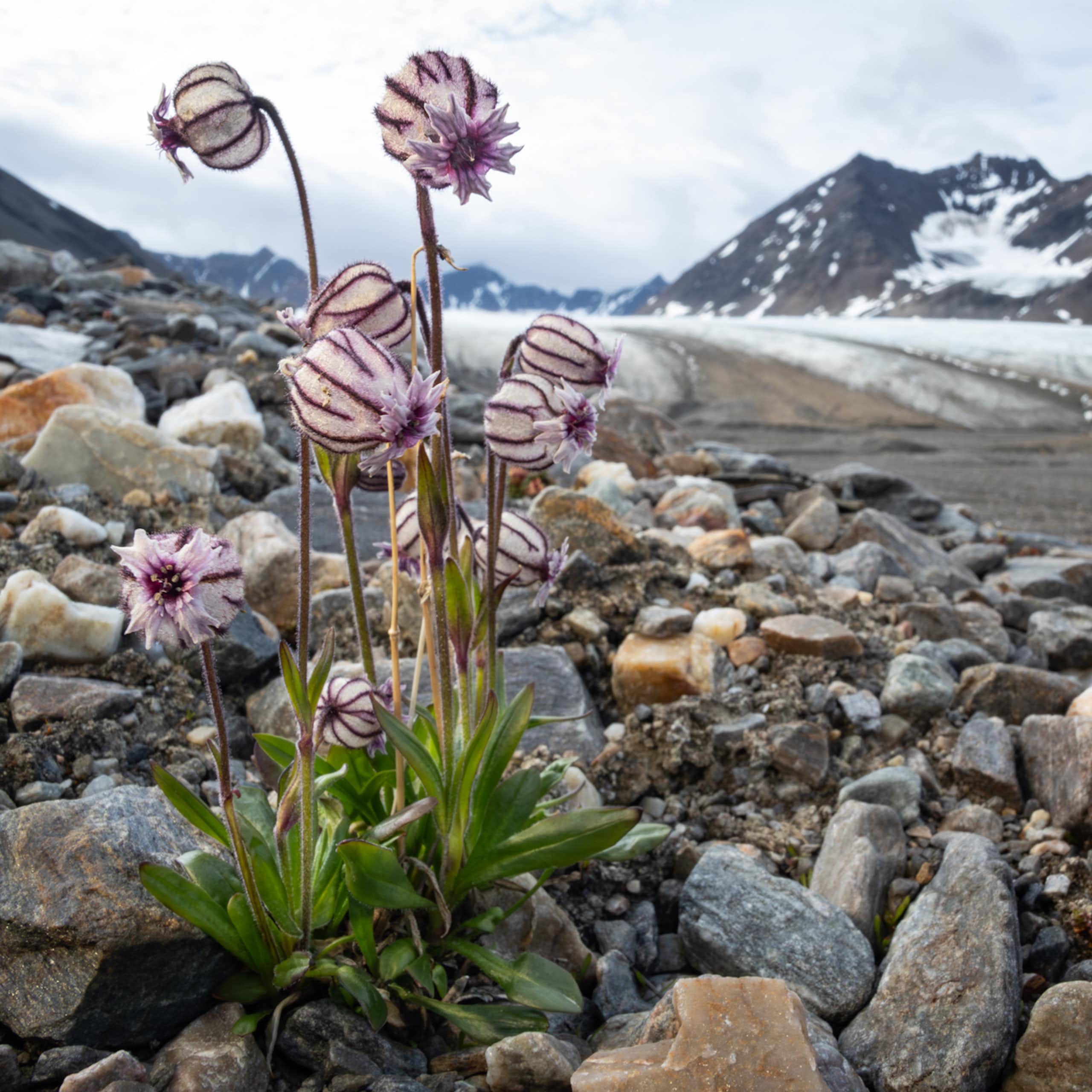 flowers on svalbard
