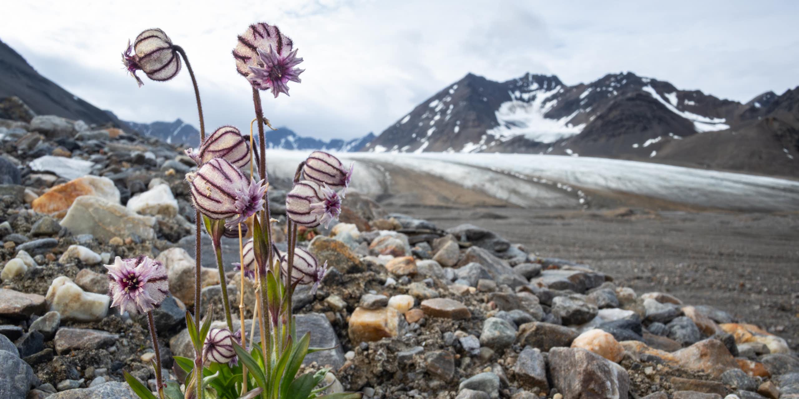 flowers on svalbard