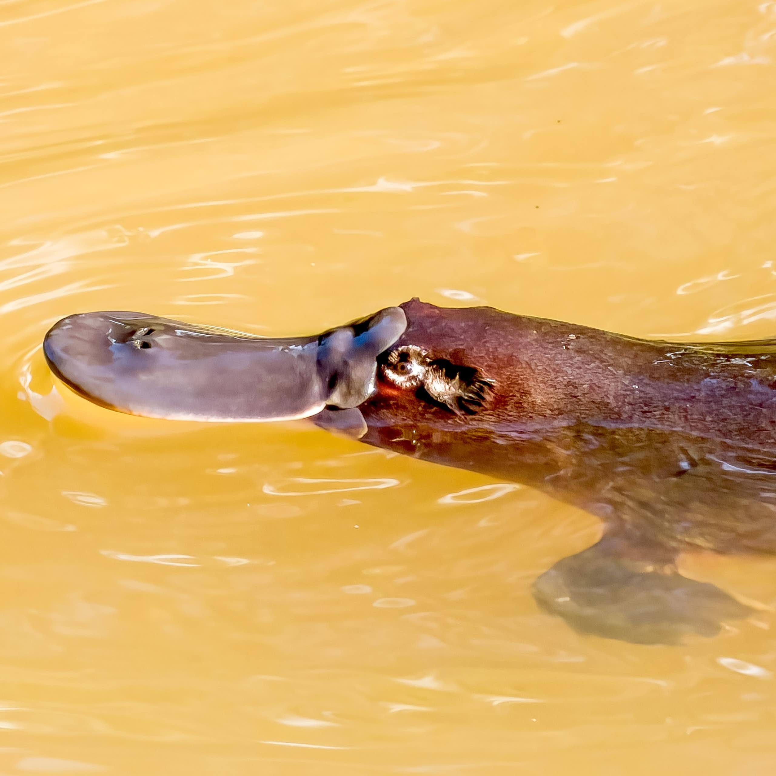 Photo of a platypus poking its head above water.
