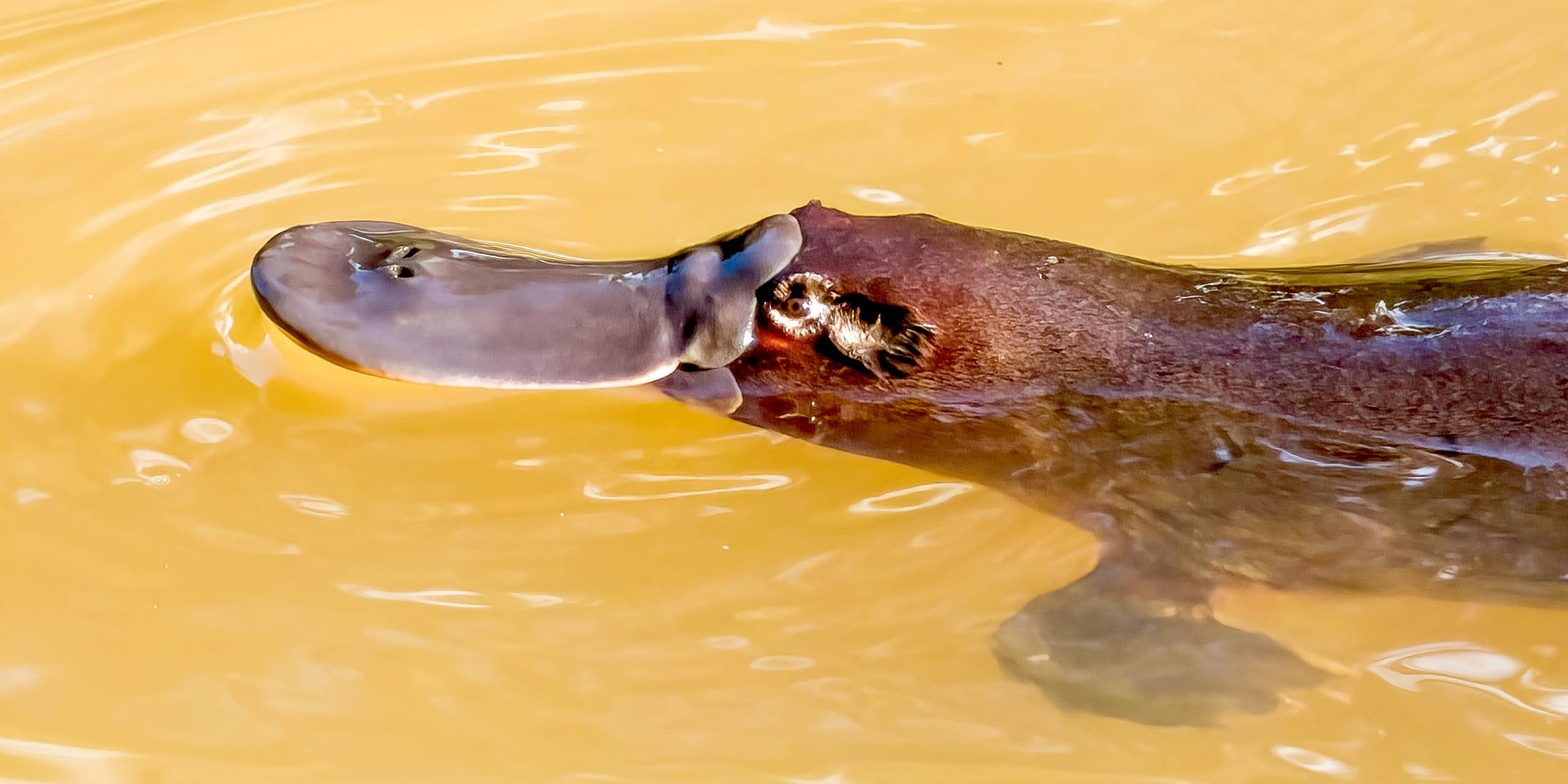 Photo of a platypus poking its head above water.