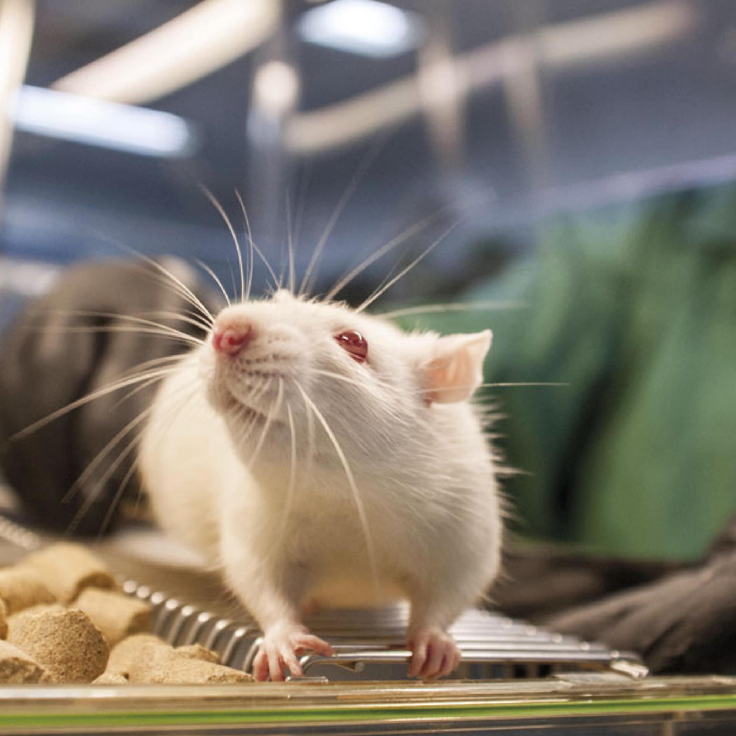 Produção de animais transgênicos: desafio para estudo de doenças e desenvolvimento de vacinas no Brasil