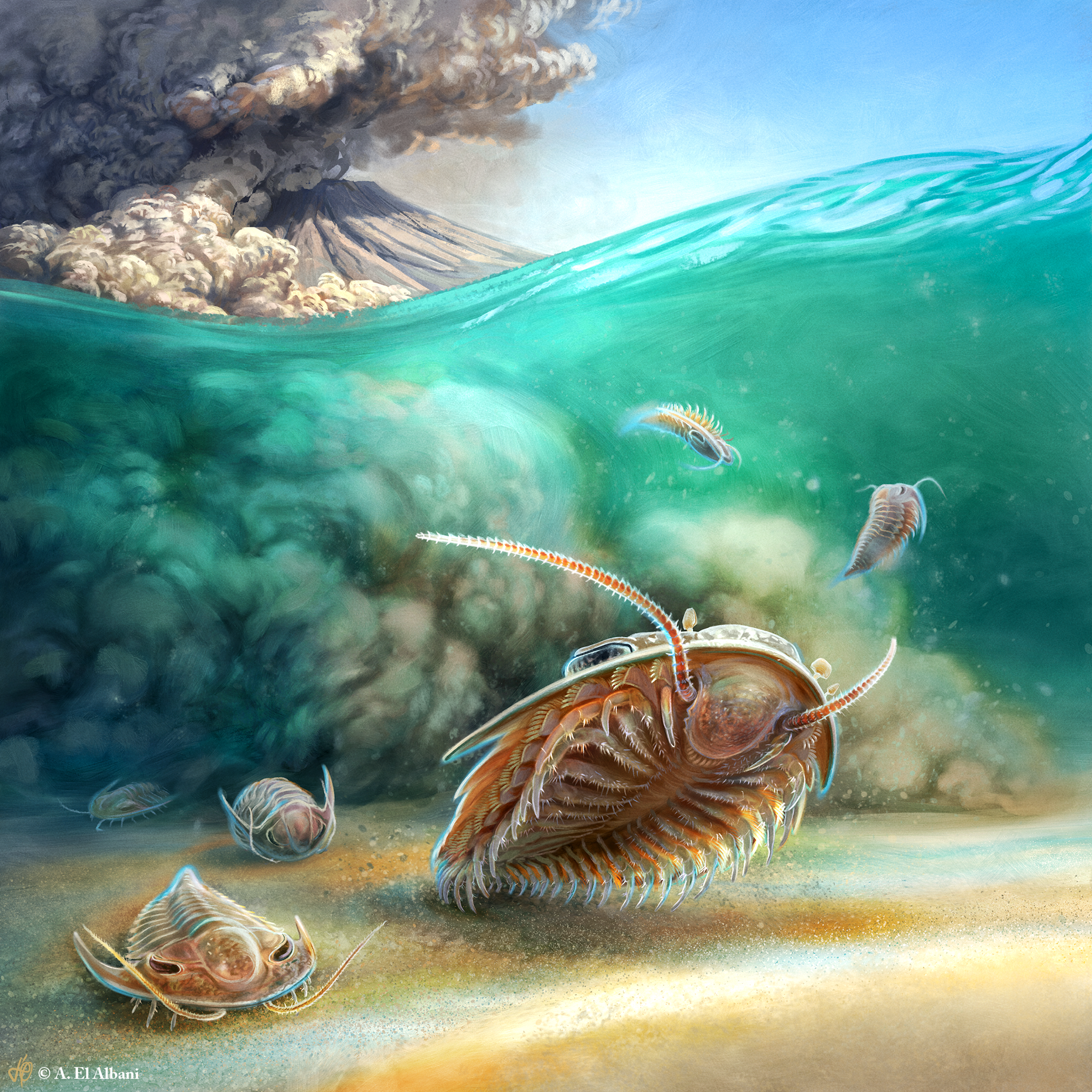Vue d'artiste de l'explosion du volcan qui a enseveli les trilobites. 